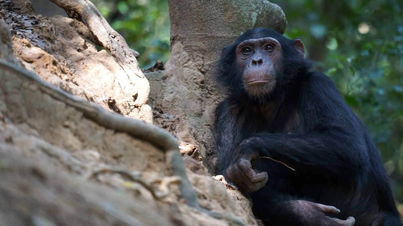 He found that “hunting” chimpanzees enjoy termites as a seasonal treat
