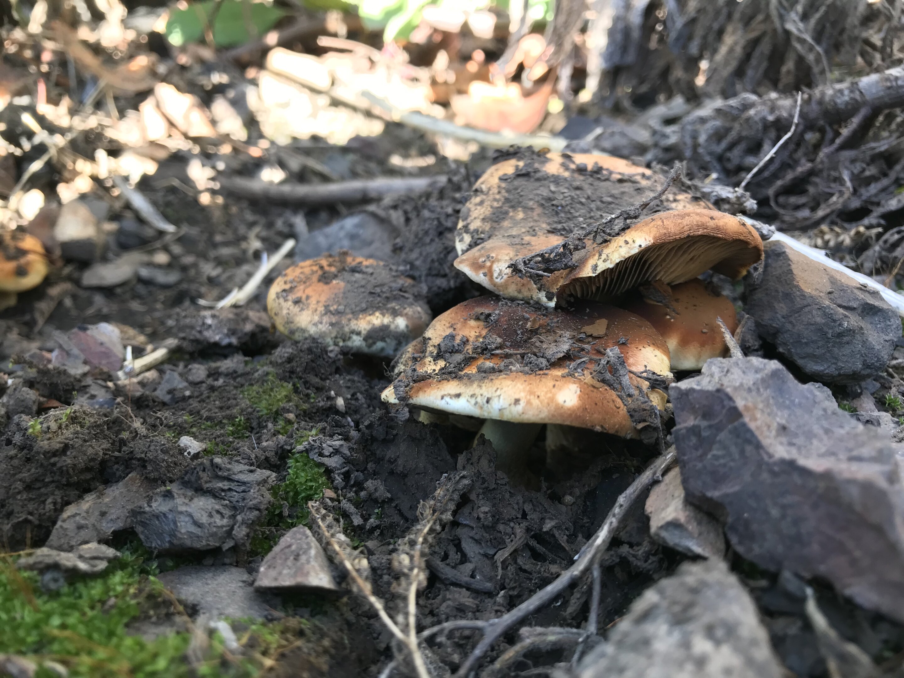 Fungi and bacteria are binging on burned soil