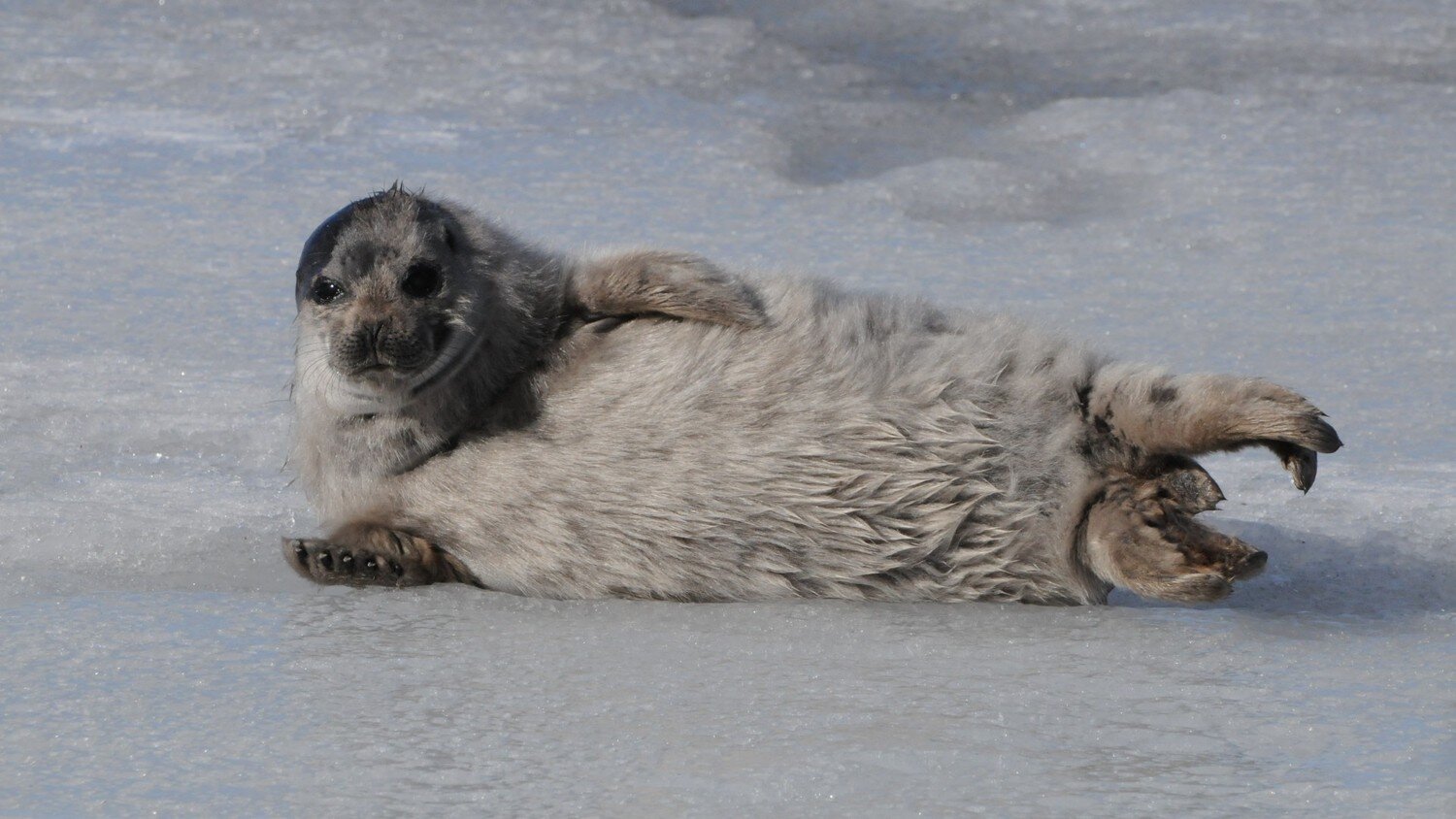 Ringed Seals ~ MarineBio Conservation Society