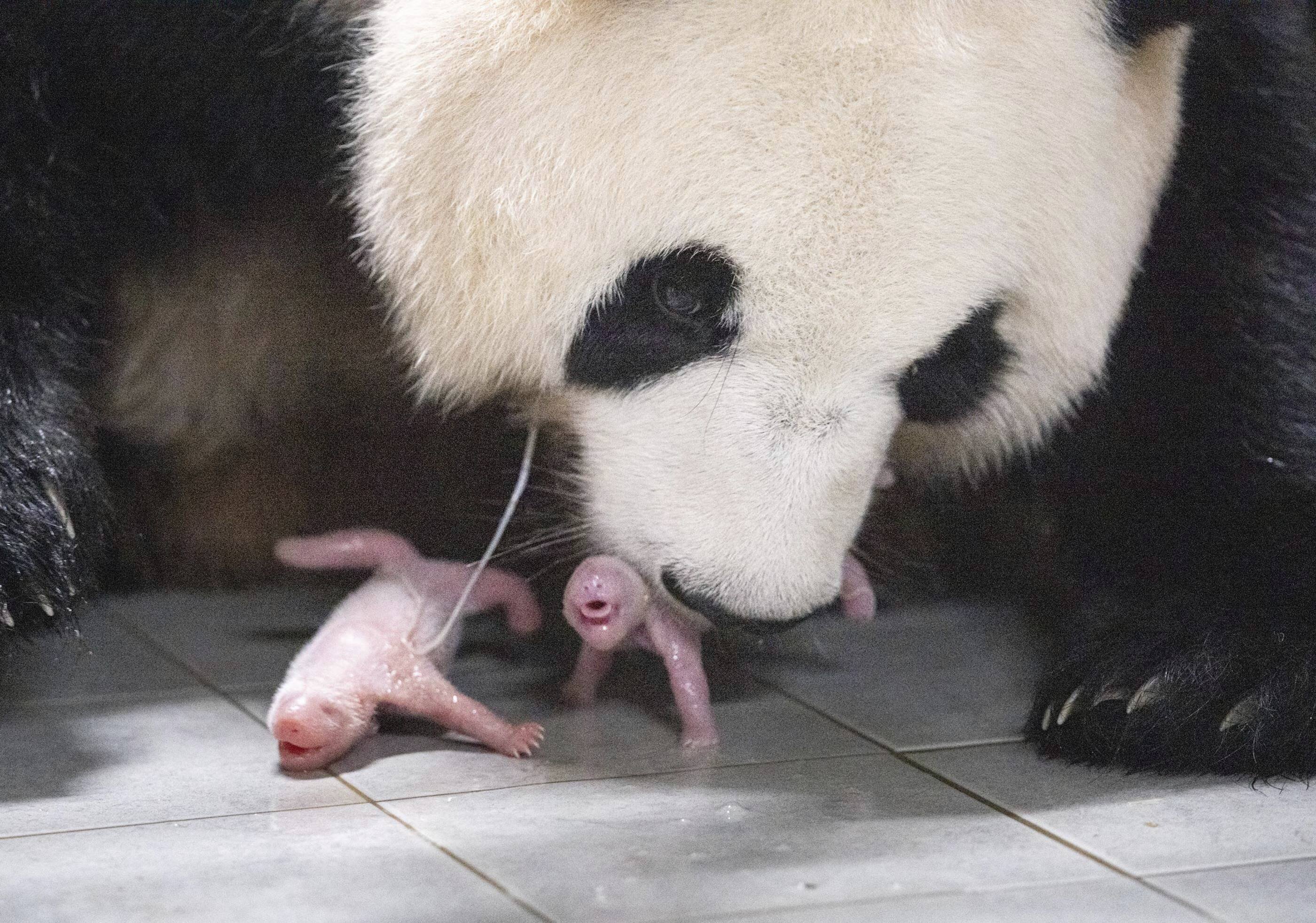 giant panda gives birt