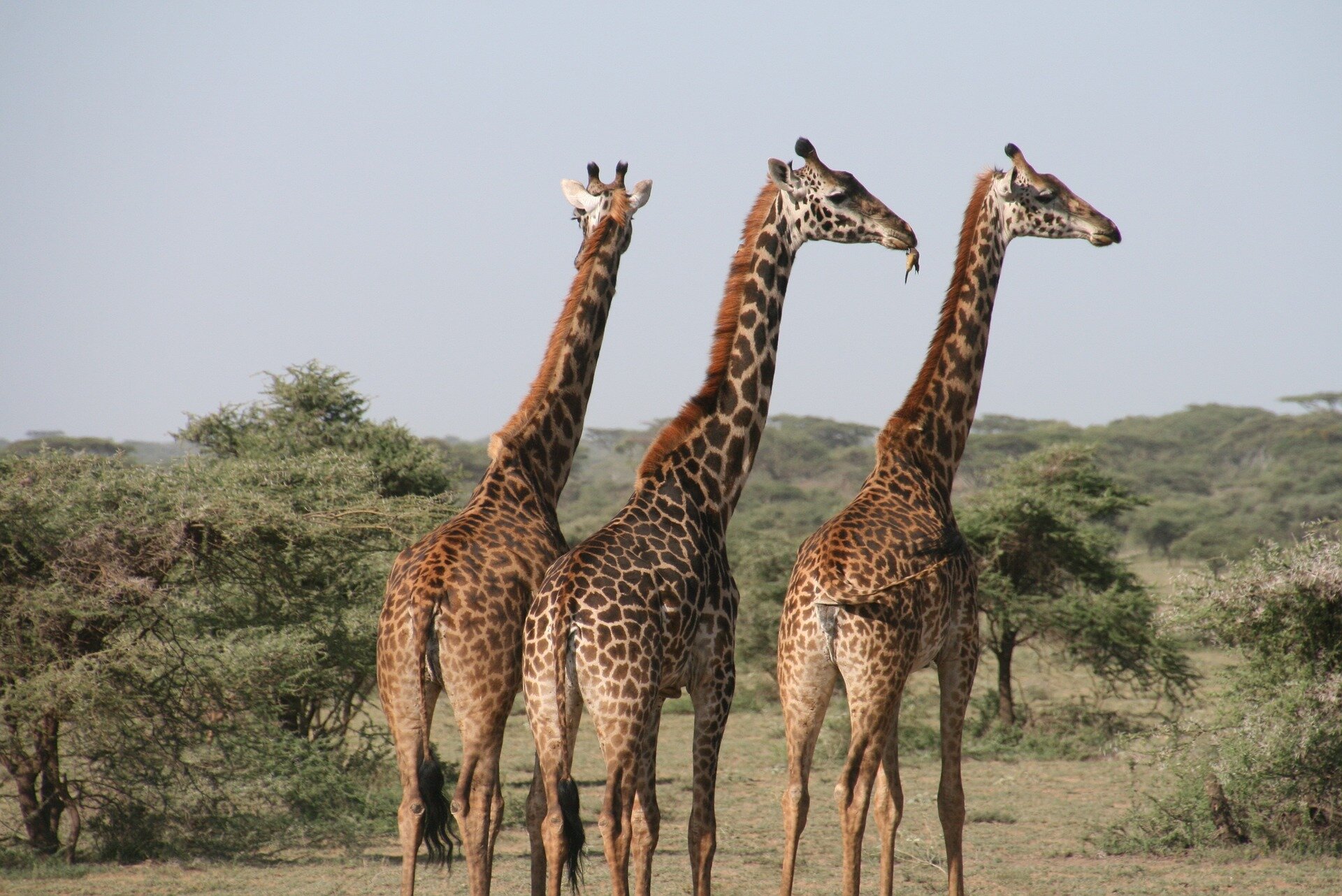 How many giraffe species are there? Understanding this maybe key to their protection