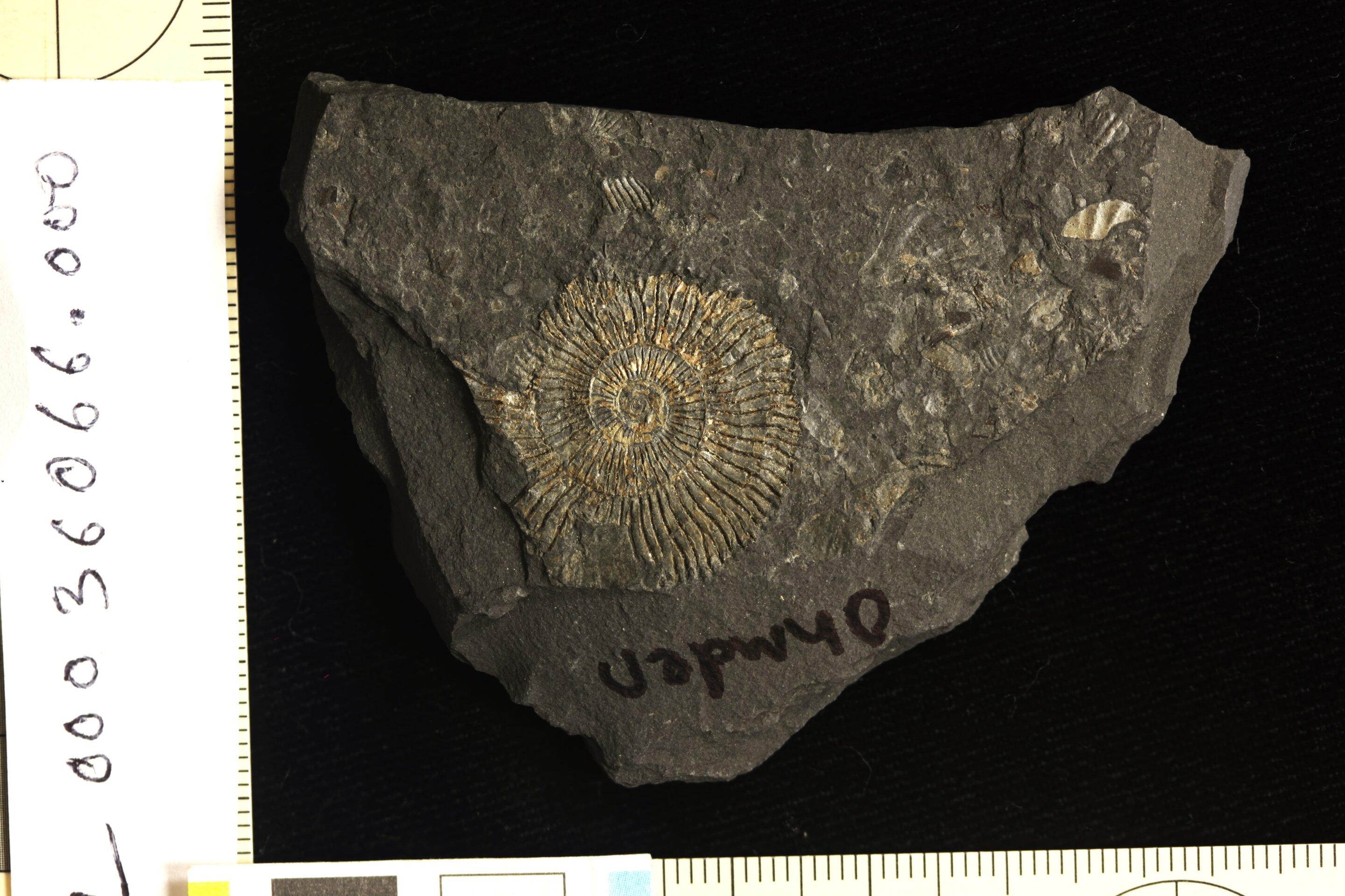 Fósiles ‘dorados’ revelan los orígenes de una conservación excepcional
