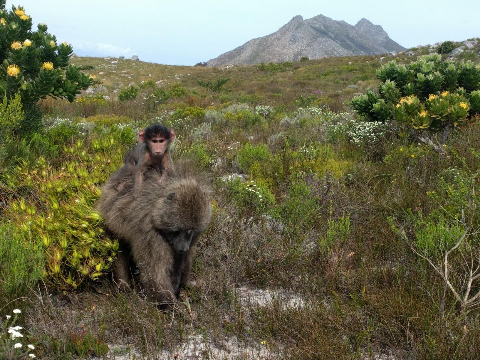 photo of GPS tracking reveals how a female baboon stopped using urban space after giving birth image