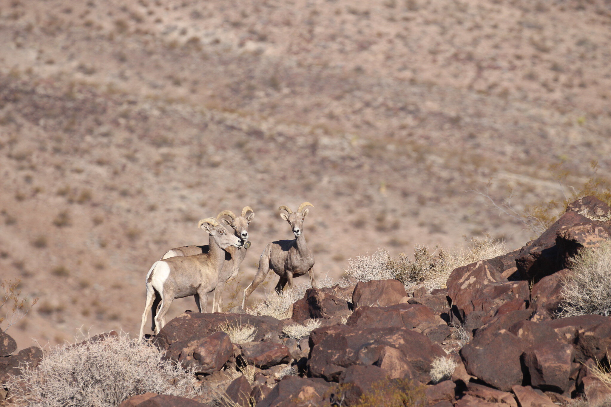 photo of GPS tracking, simulations show optimal locations to help desert bighorn sheep cross freeways image