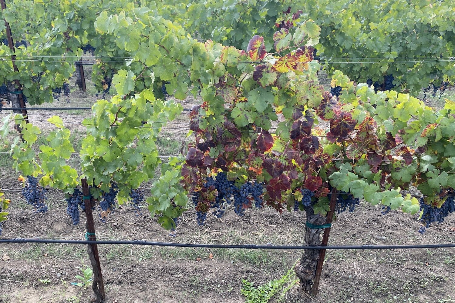 A guide to grapevine red blotch disease and its global wine production  impacts