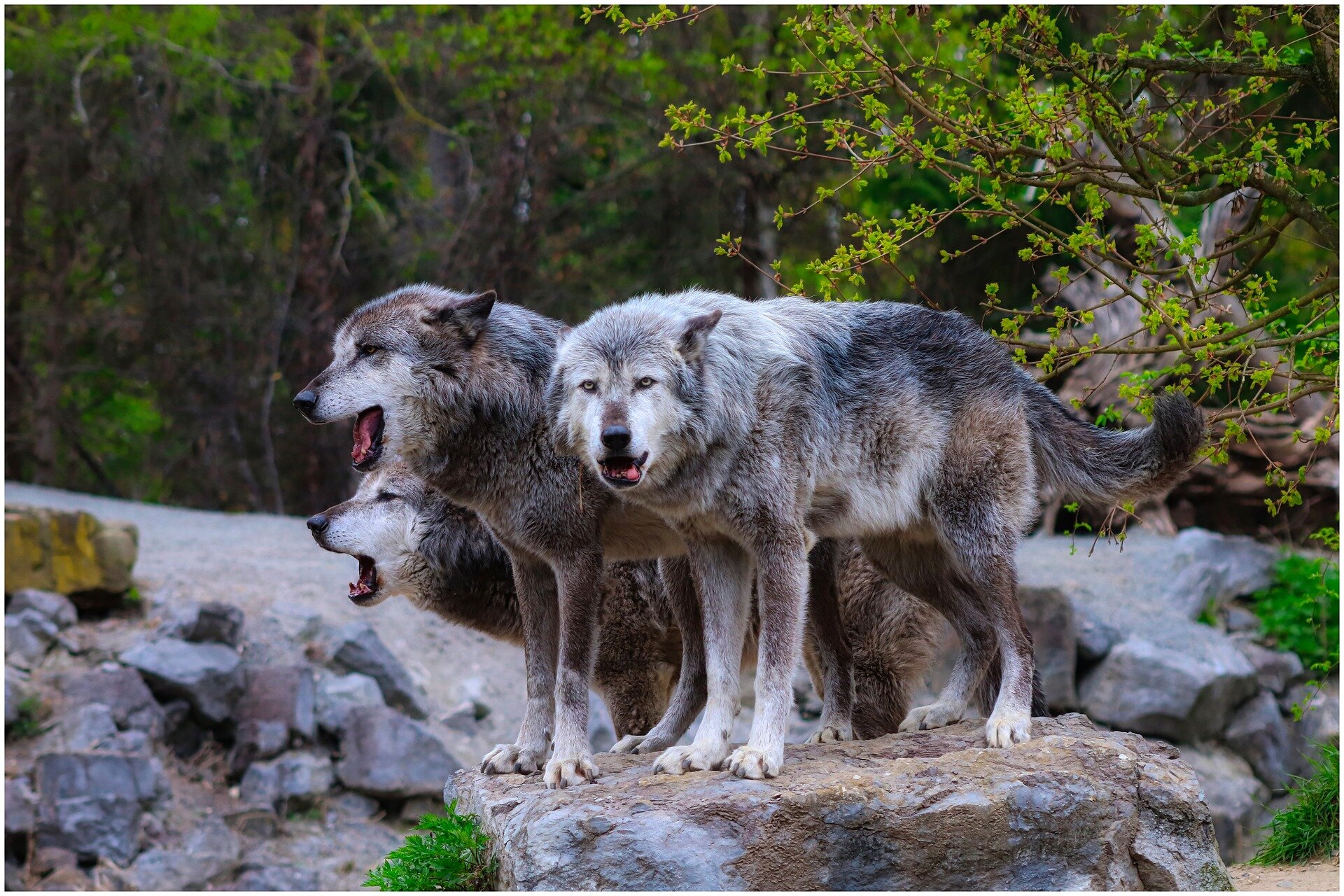 Release of five wolves in the Colorado mountains begins first-of-its ...