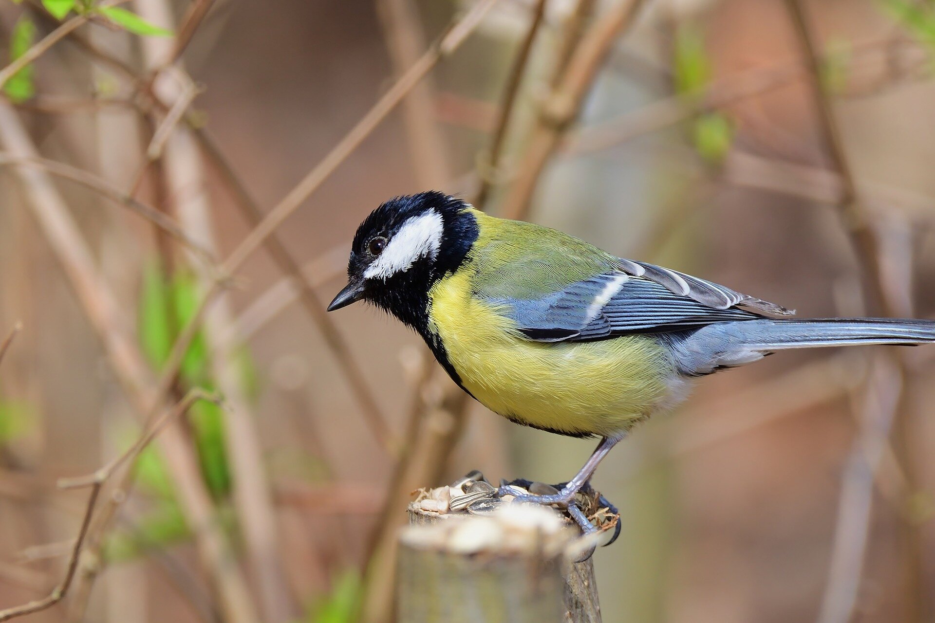 The great tit (Parus major) is a passerine bird in the tit family