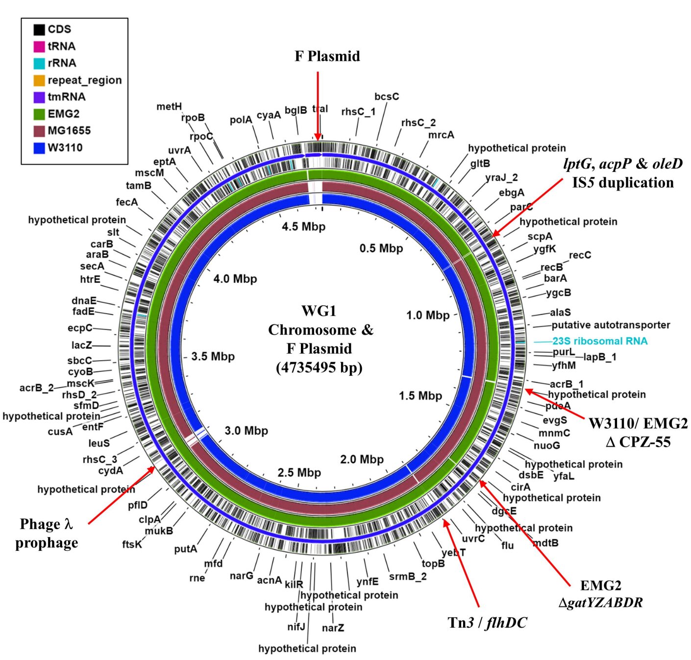 Kredit: Browning et al. (2023), Microbial Genomics.
