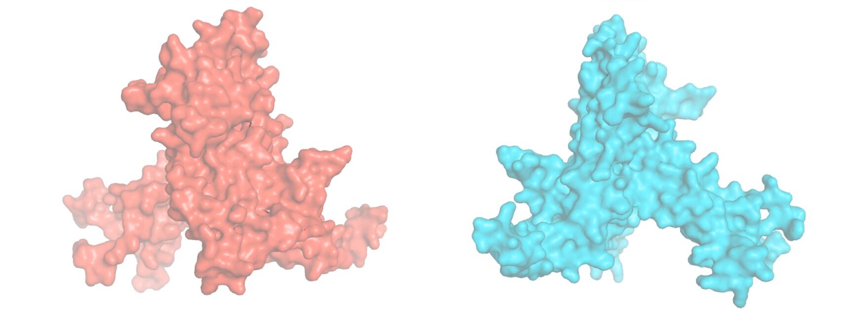#Exploring how the heart toggles between maintenance and energy-boost mode using ribosomes