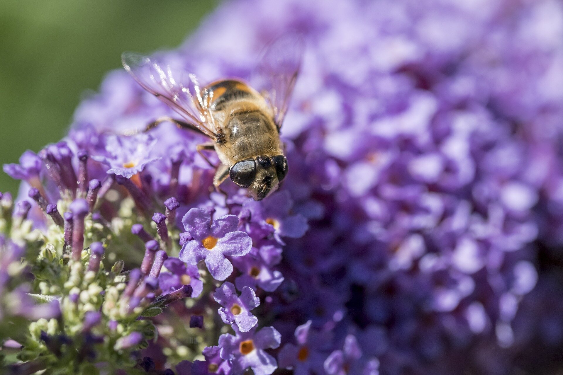 honey bee flower