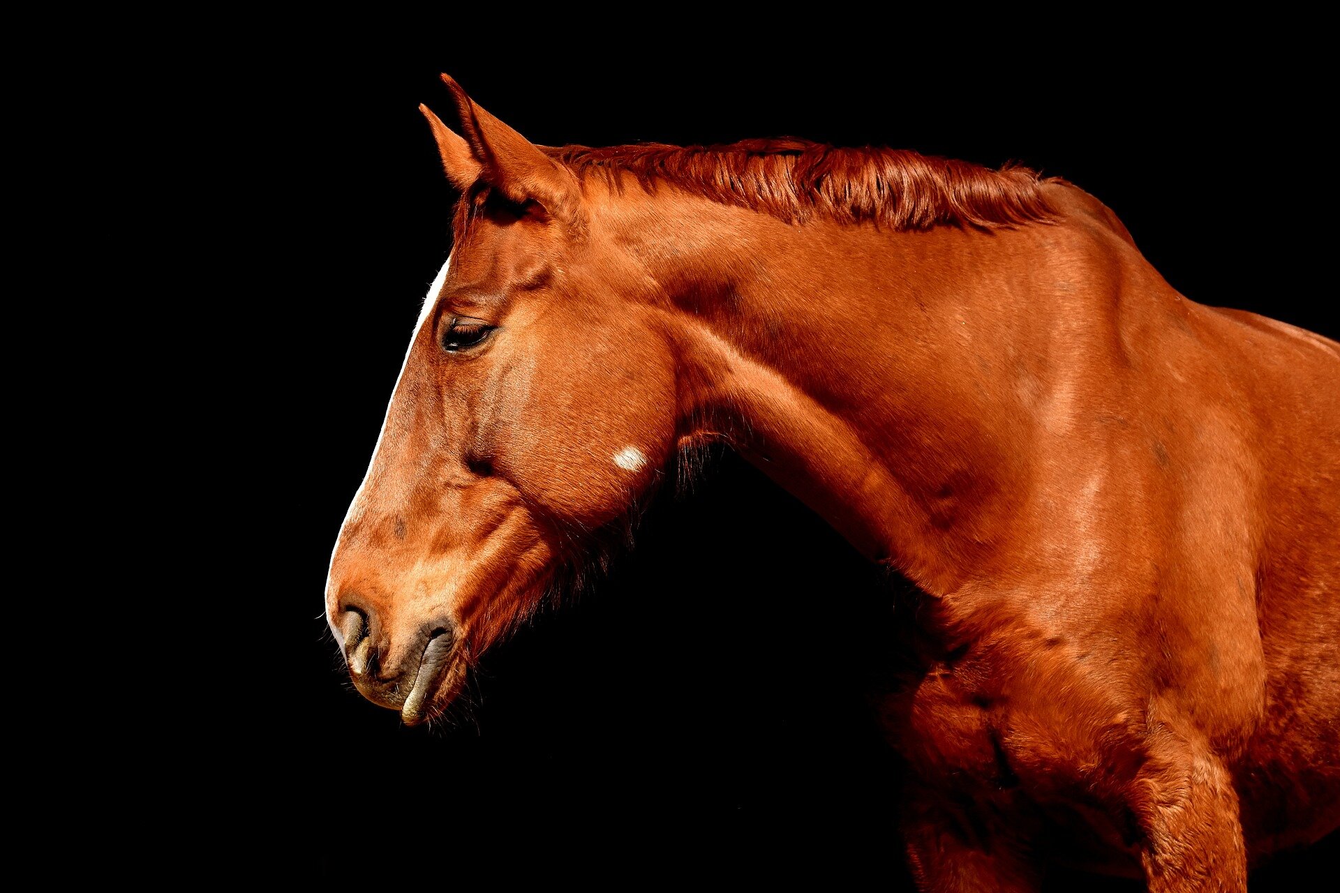 photo of AI tool recognizes serious ocular disease in horses image