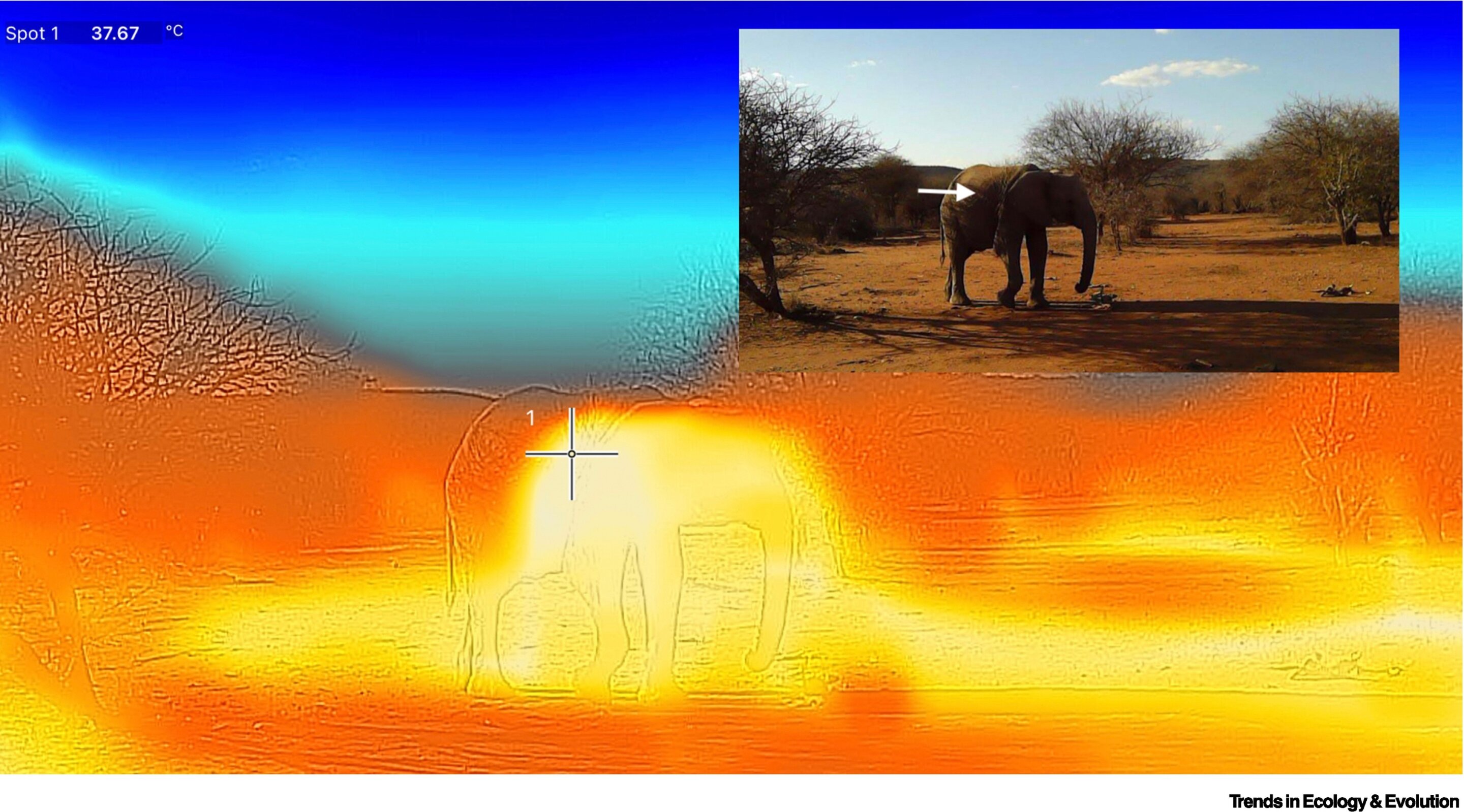 New study proposes that heat in testicles could reveal elephants’ protective genes against cancer
