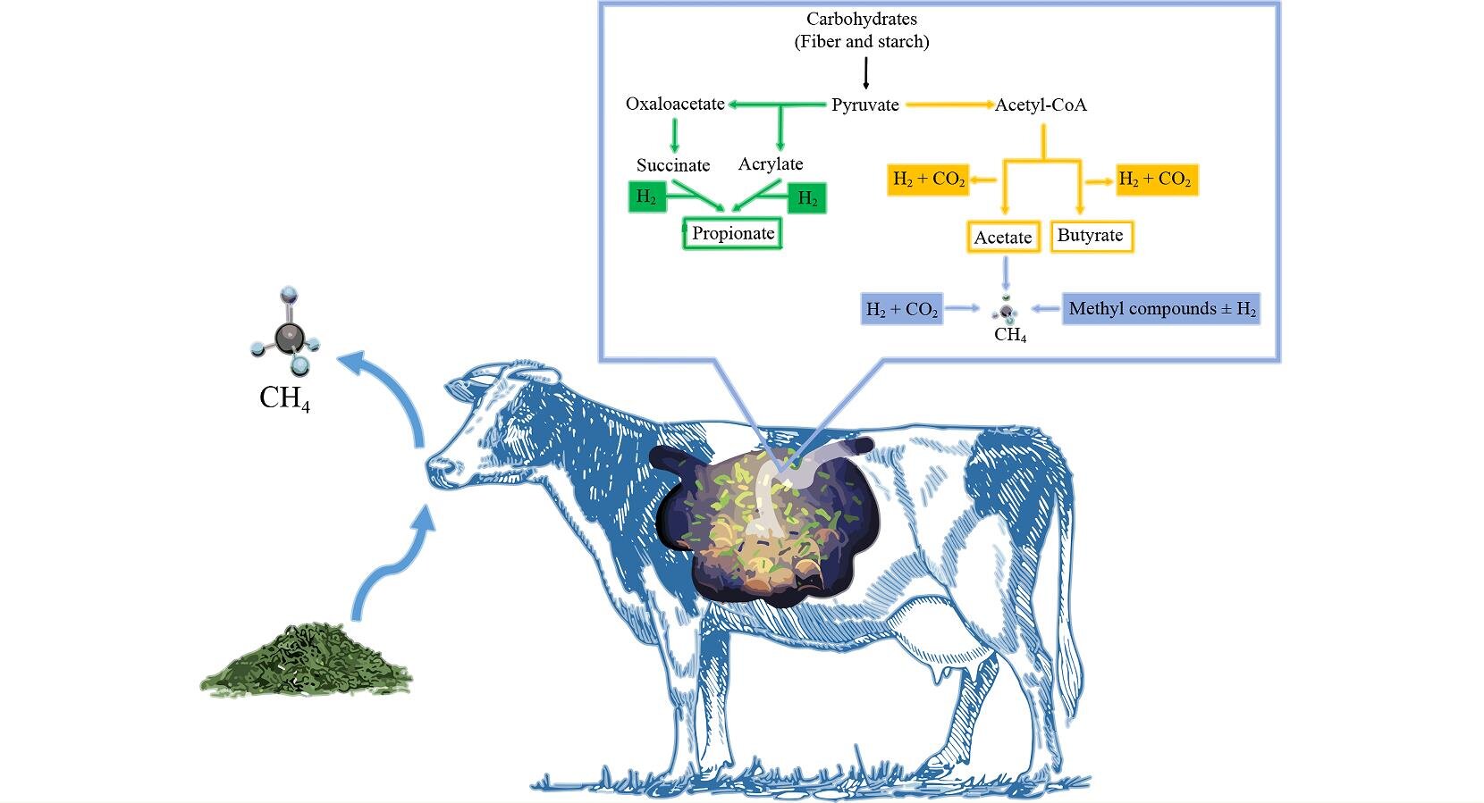 photo of How can we use nutritional strategies to mitigate methane emissions from ruminants? image