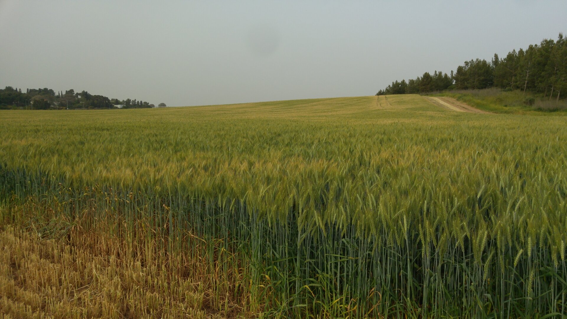 How does the social behavior of wheat plants influence grain production?