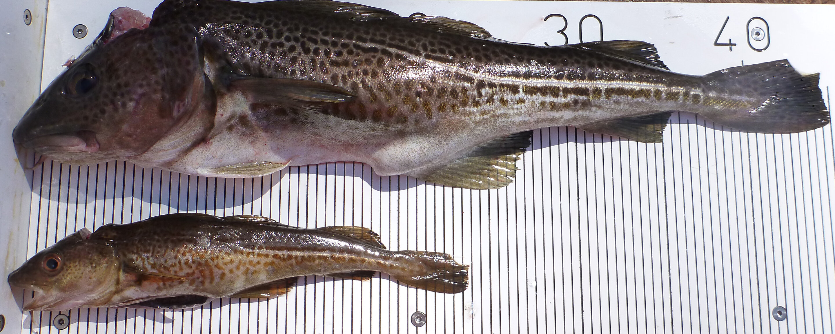 How fishermen benefit from the reversing evolution of cod