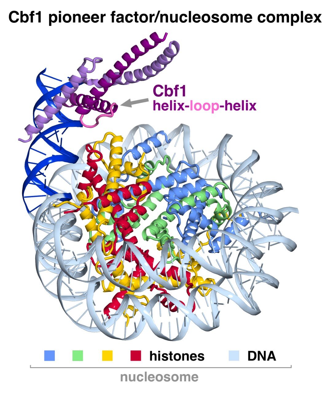 Bagaimana “pengatur utama” sel membuat DNA tersedia untuk ekspresi gen