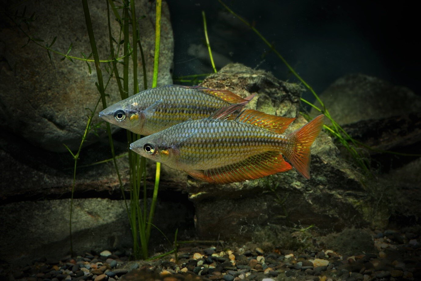 How rainforest fish adapt to local conditions