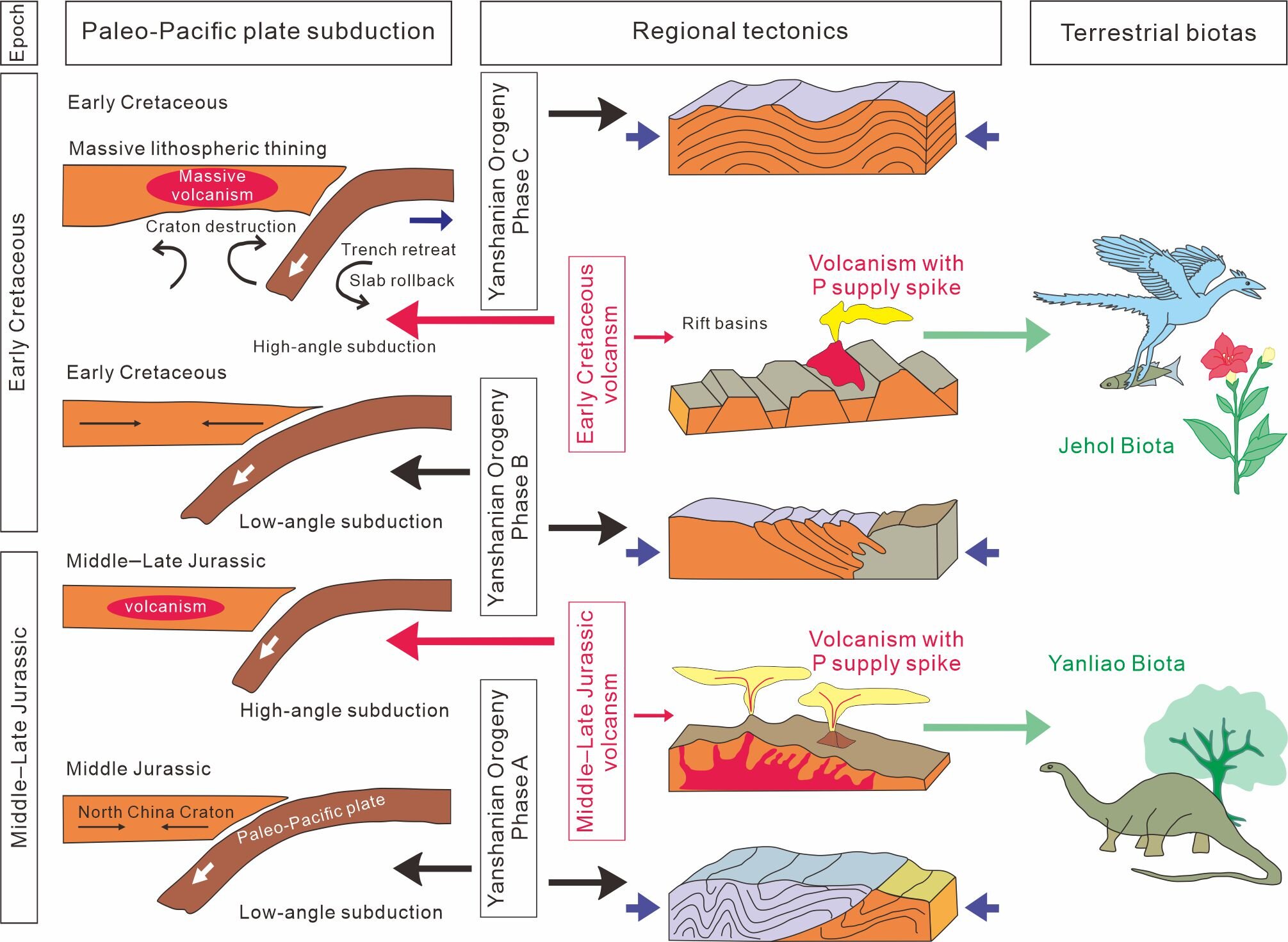 How volcanic phosphorus supply boosted the Jehol Biota in northern China