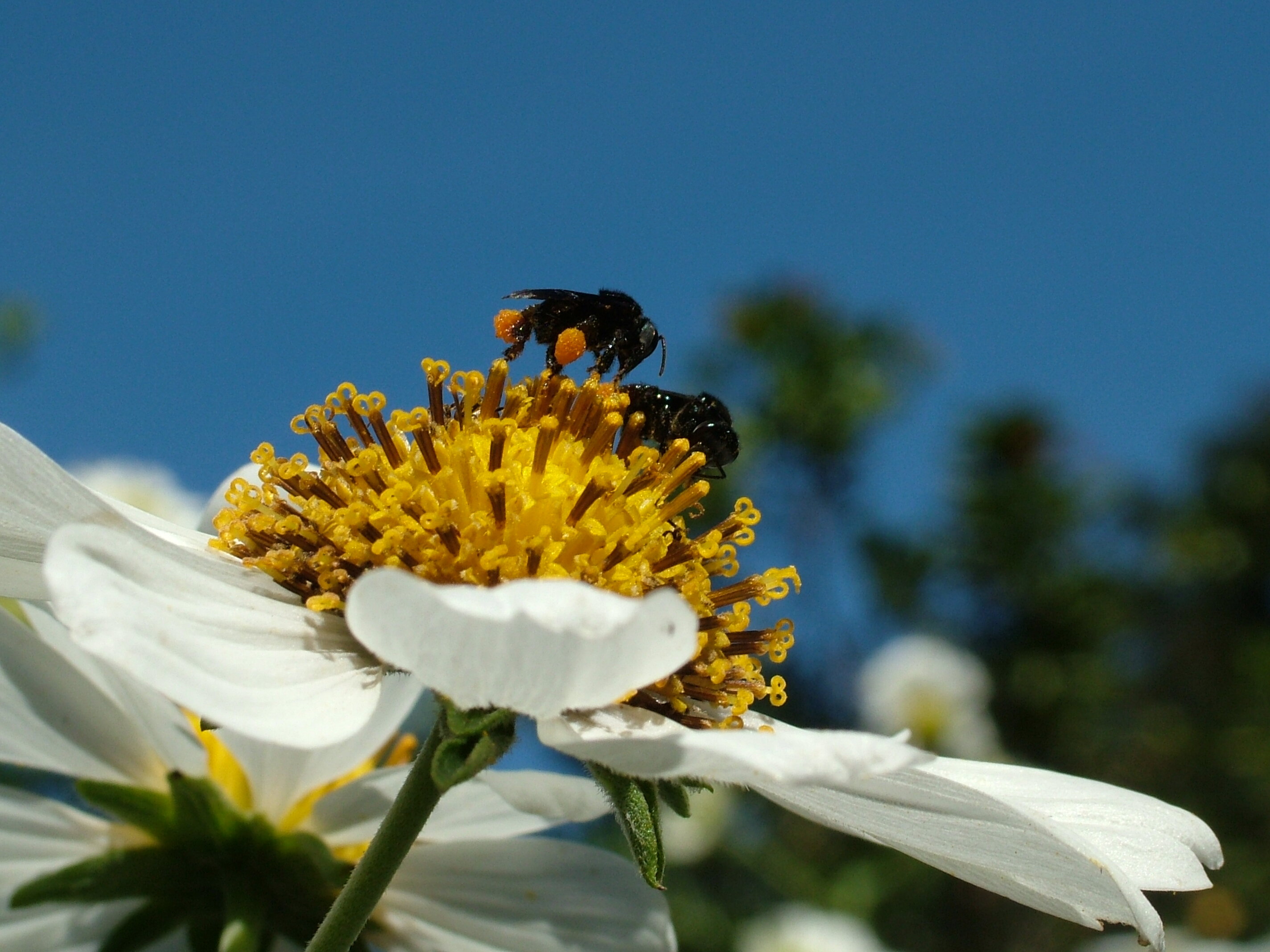 Scientists discover that human elements impact bees’ communication abilities.