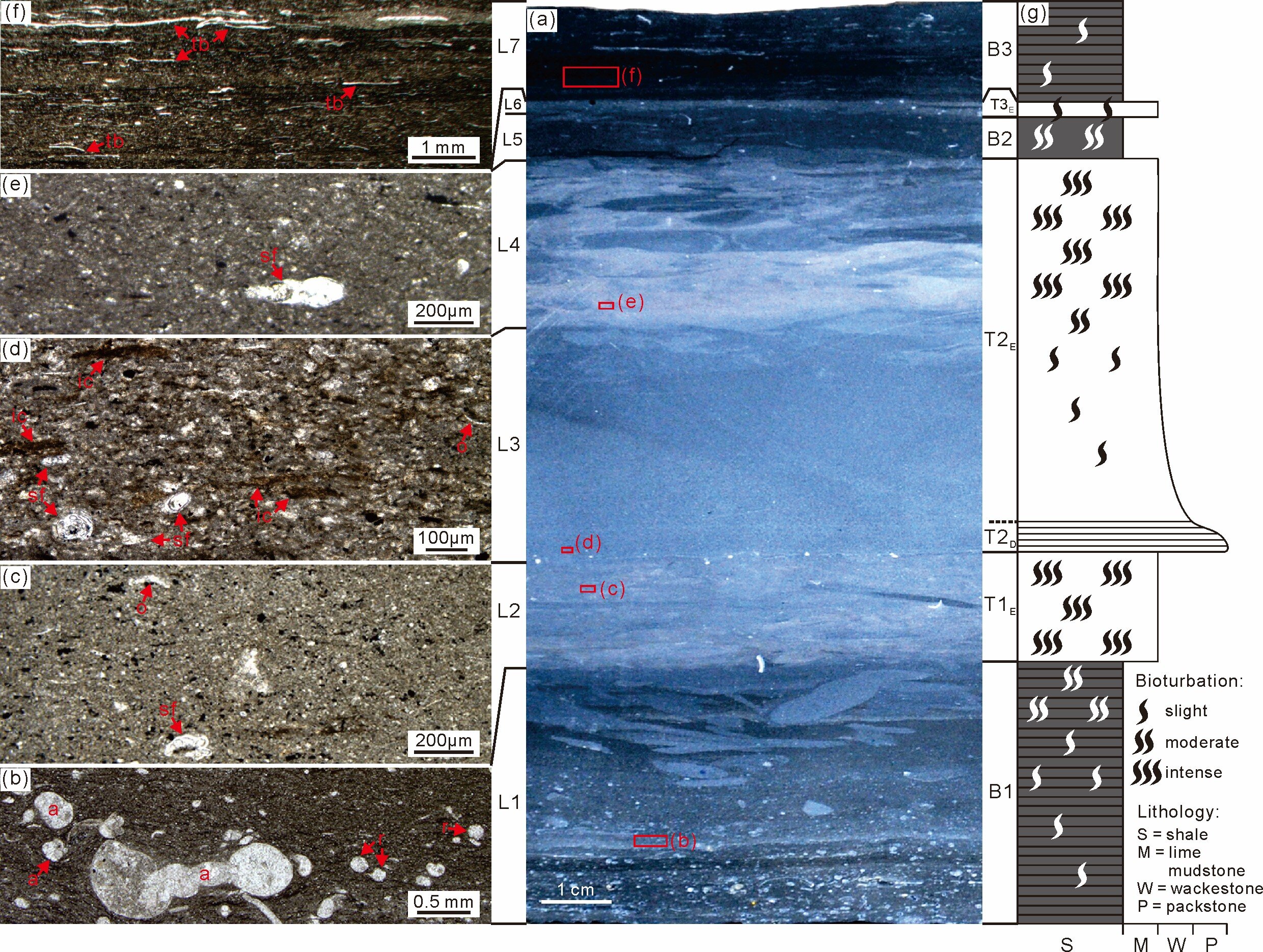 Ichnocoenoses reveal dynamic process of turbidity current–induced benthic-marine oxygenation