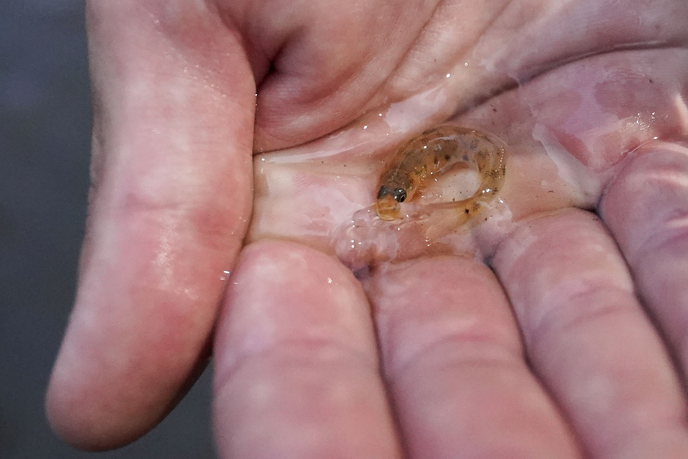 In Mississippi, a tiny fish is reintroduced to the river where it