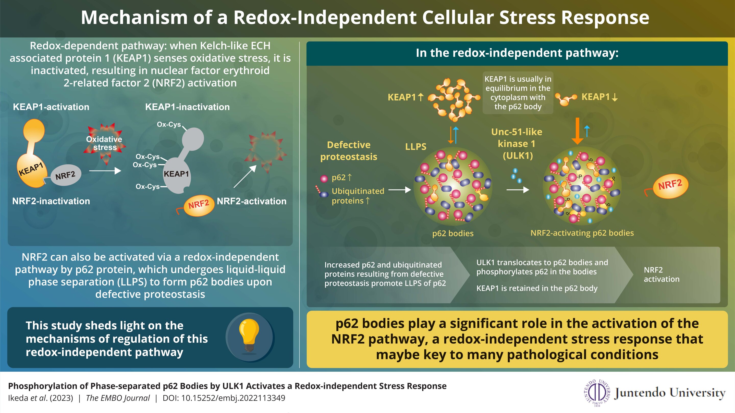 Insights into cellular stress response that is not redox-dependent from research findings