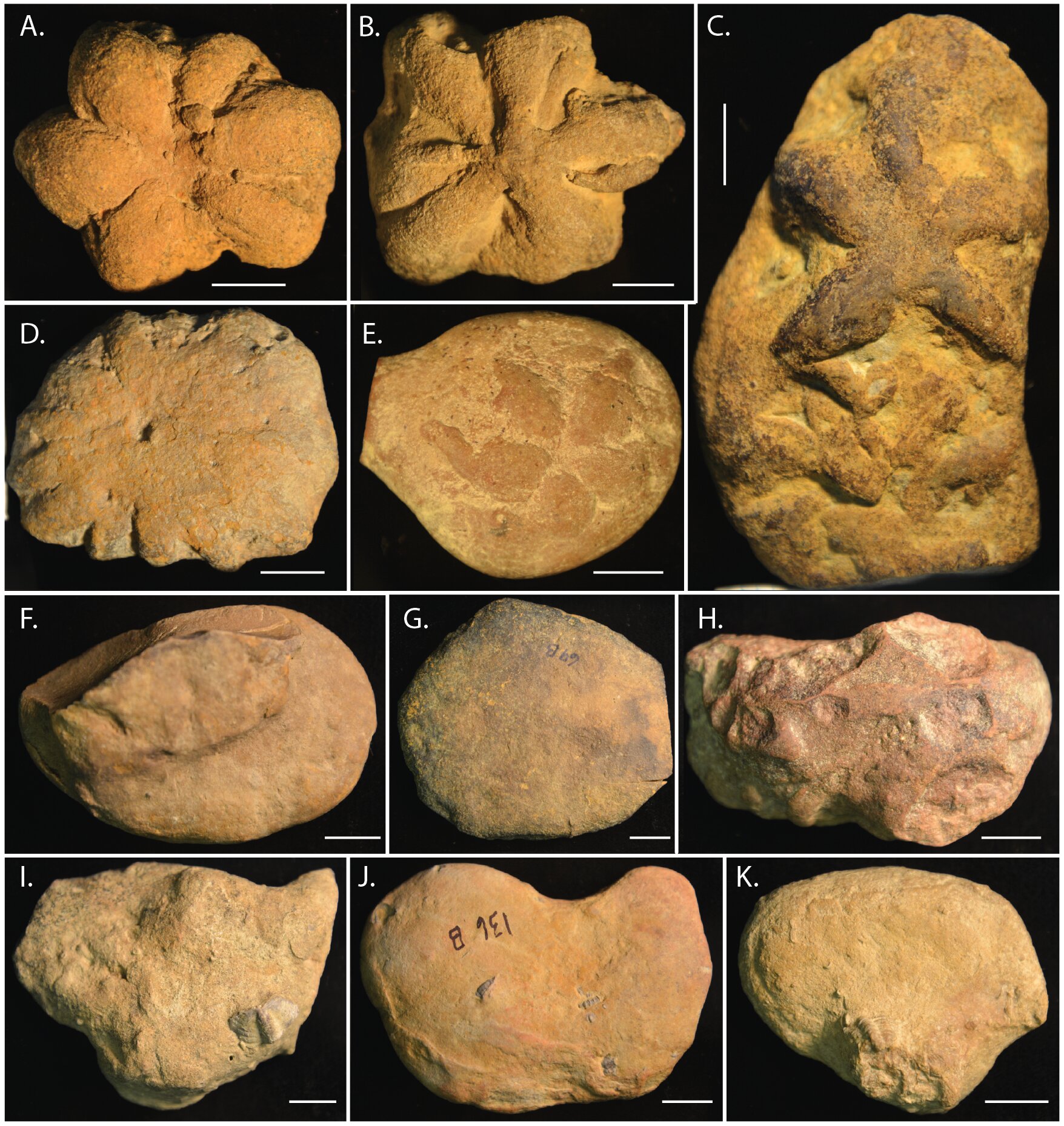 Is the middle Cambrian Brooksella a hexactinellid sponge, trace fossil or  pseudofossil?