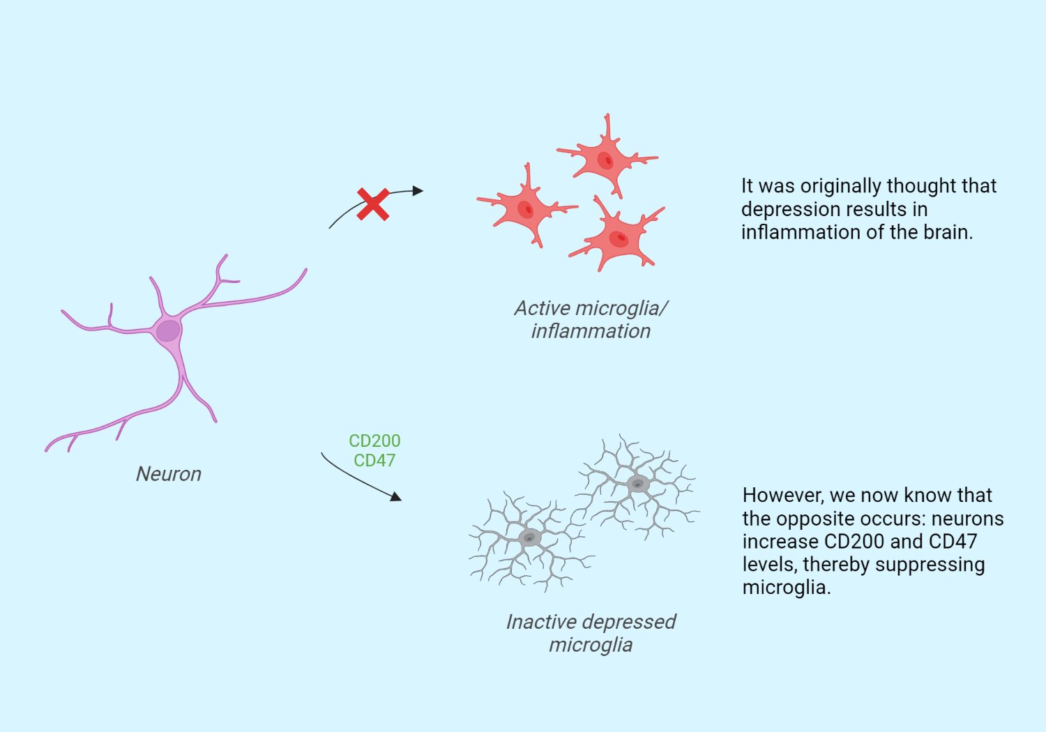 Une étude révèle que les cellules microgliales sont moins actives chez les personnes souffrant de dépression