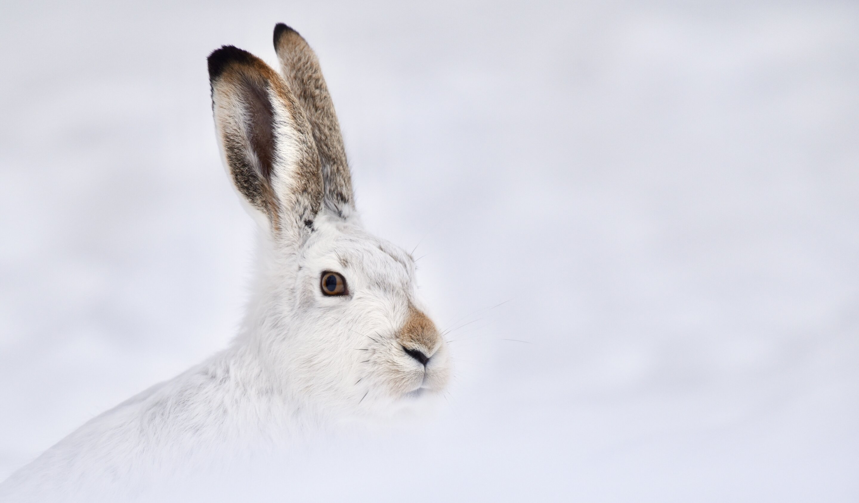 photo of Jackrabbits with higher variability in color genes may be better prepared for snow loss due to climate change image