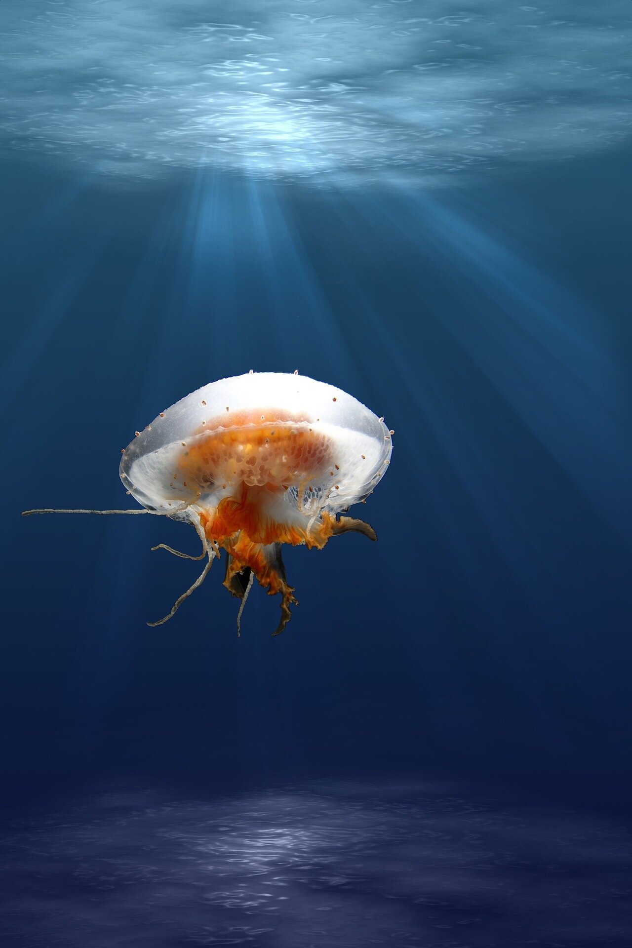 Opracowanie czujnika peryferyjnego inspirowanego meduzami