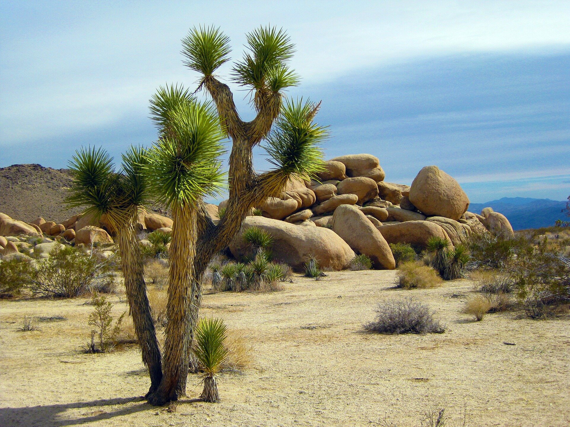 Ravaged by fire Mojave Desert #39 s famed Joshua trees may be gone forever