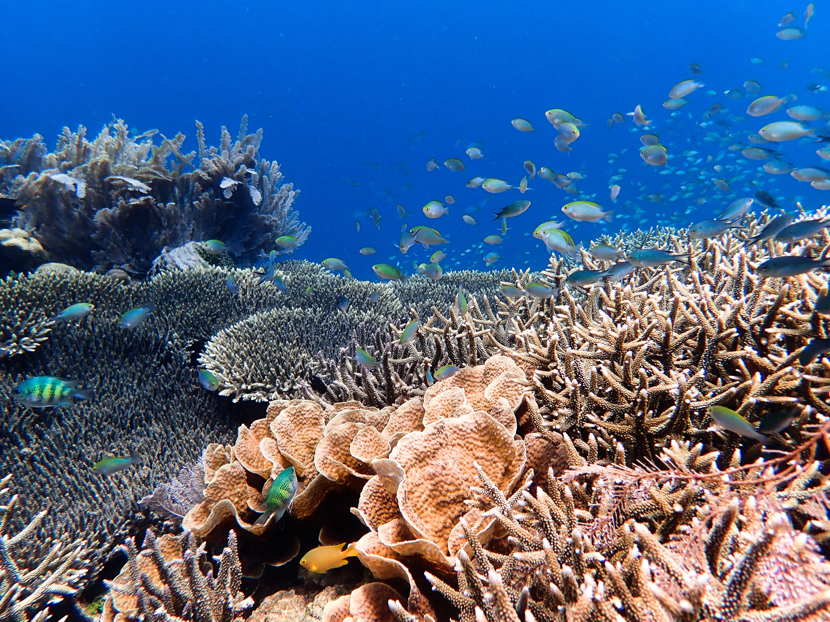 Коралловые рифы образуют. Большой Барьерный риф кораллы. Большой Барьерный риф Австралия. Австралия Барьерный риф кораллы. Большой Барьерный риф коралловые полипы Австралия.