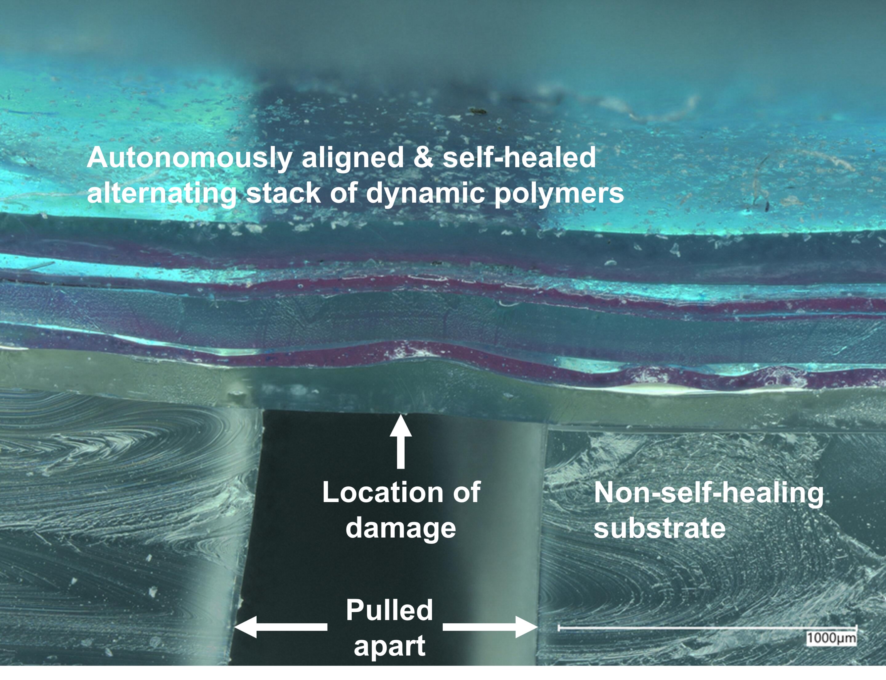Layers of self-healing electronic skin realign autonomously when cut