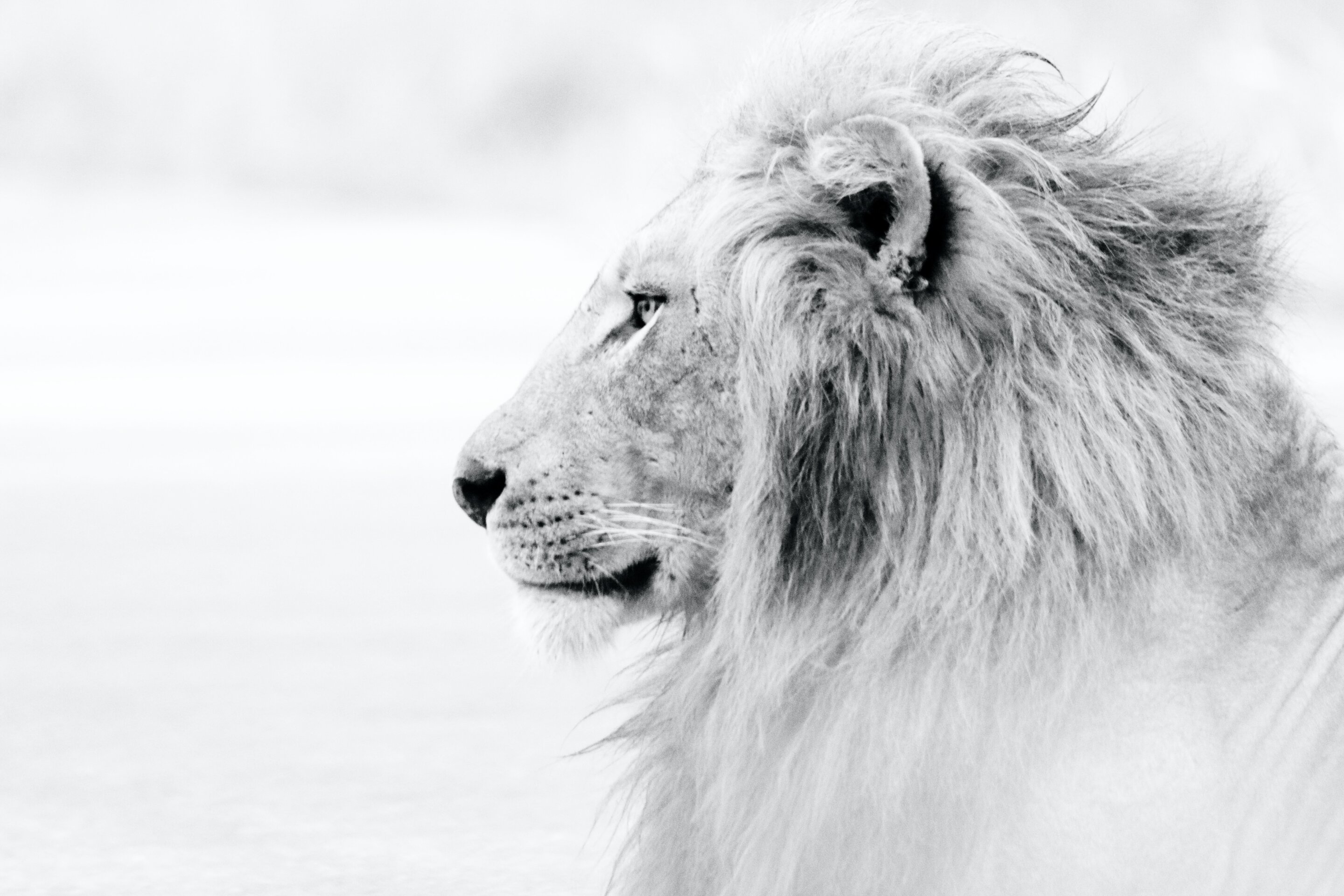 Lion evolution according to genome sequencing - Africa Geographic