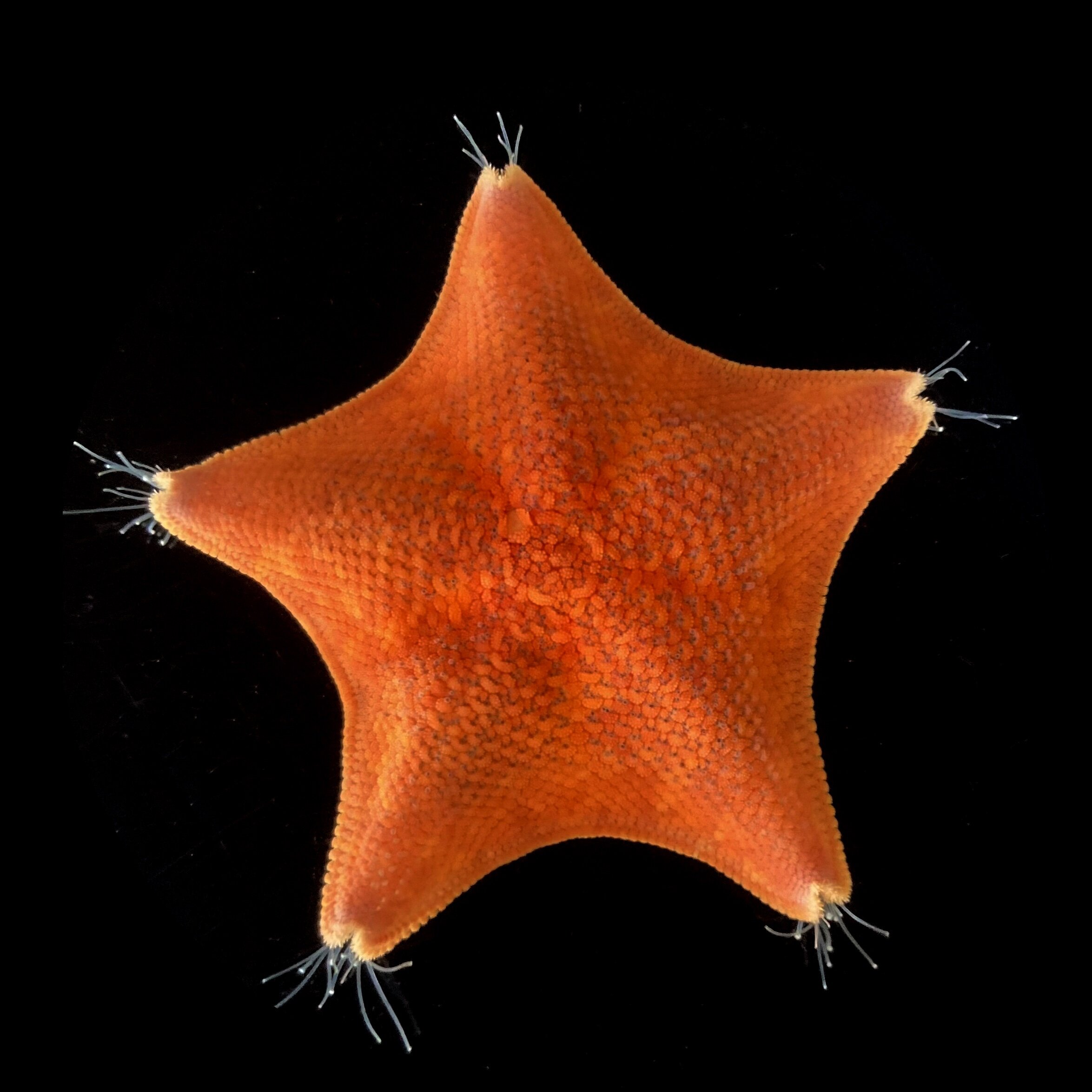 Long presumed to have no heads at all, starfish may be nothing but