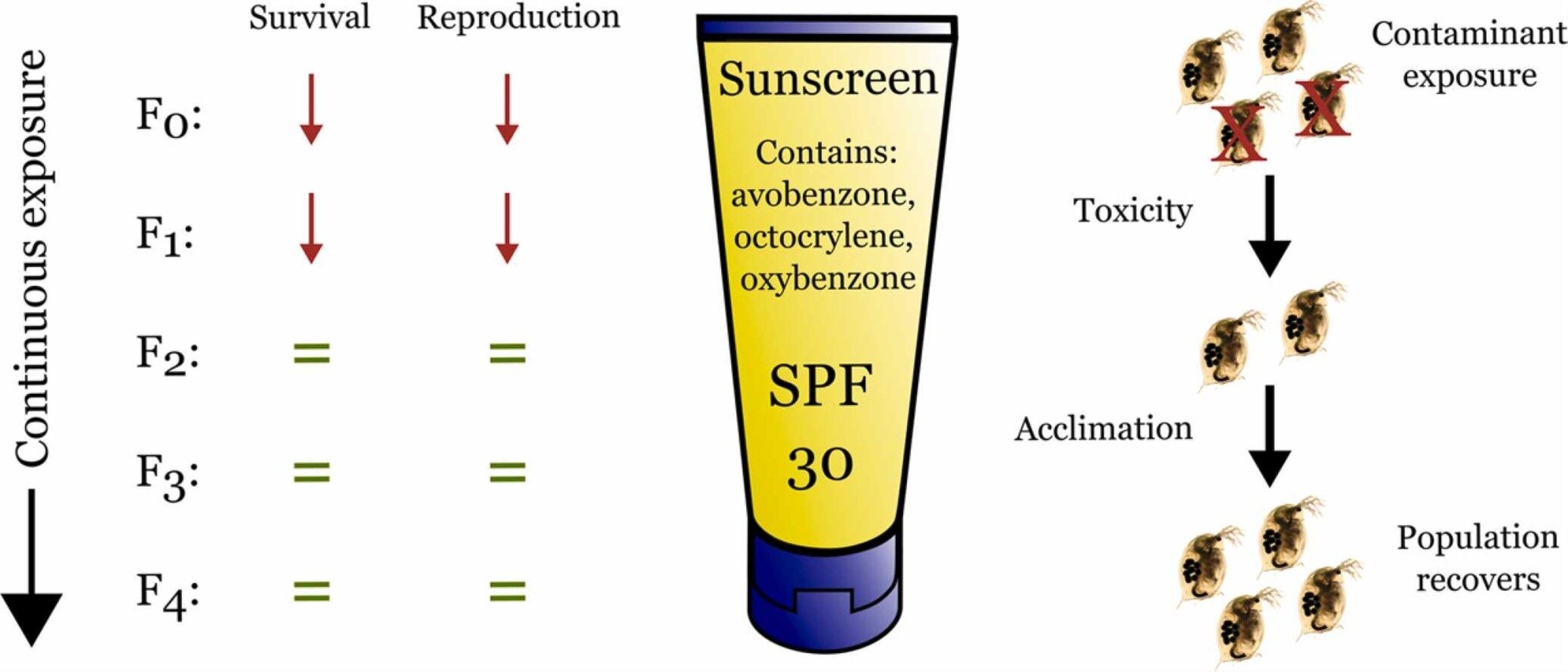 photo of Long-term study shows water fleas adapt to sunscreen ingredients image