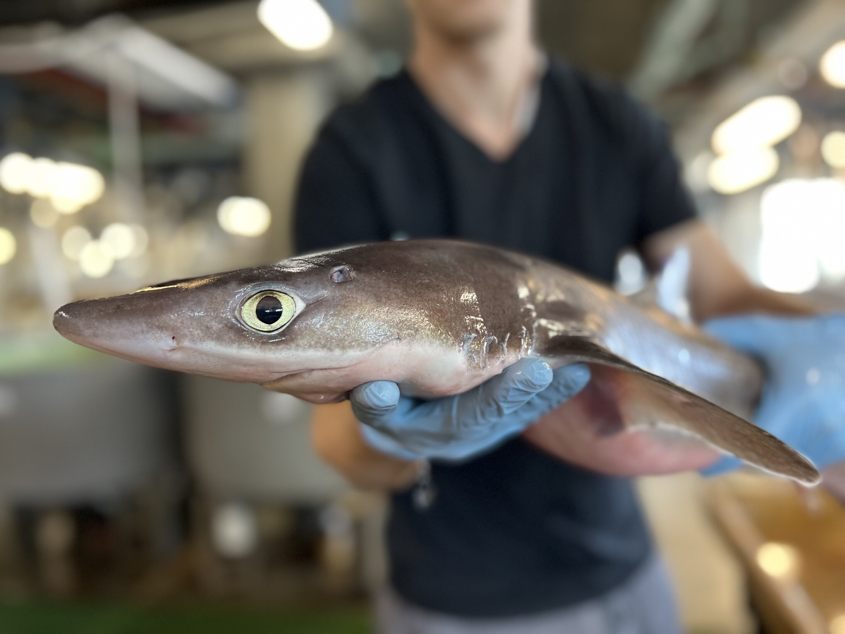 Looking sharp: Shark skin is unique and may have medical use, too