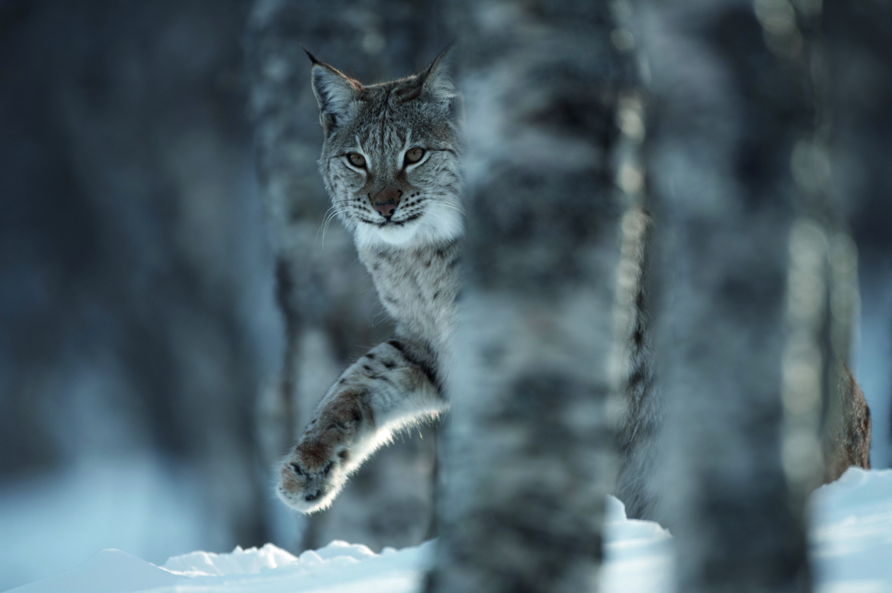 Lynx reintroduction in Scotland? It's complicated