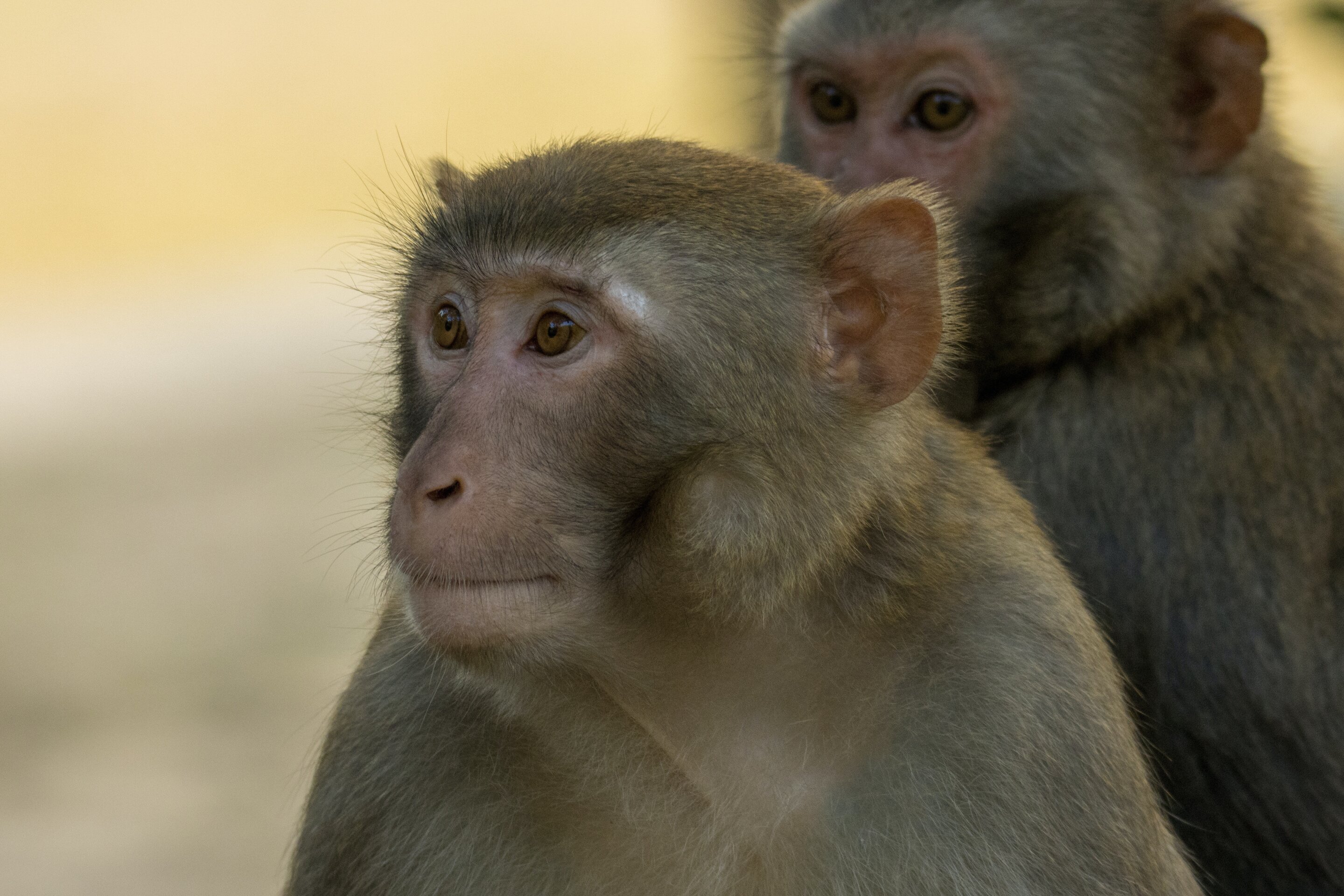 macaque 1