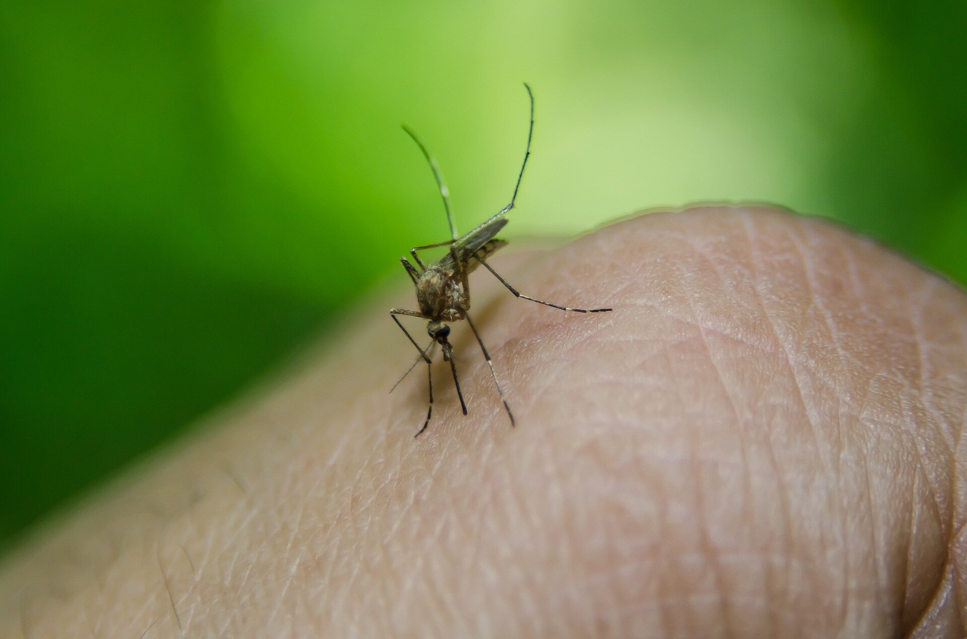Epidemia de malaria golpea la costa este de Costa Rica