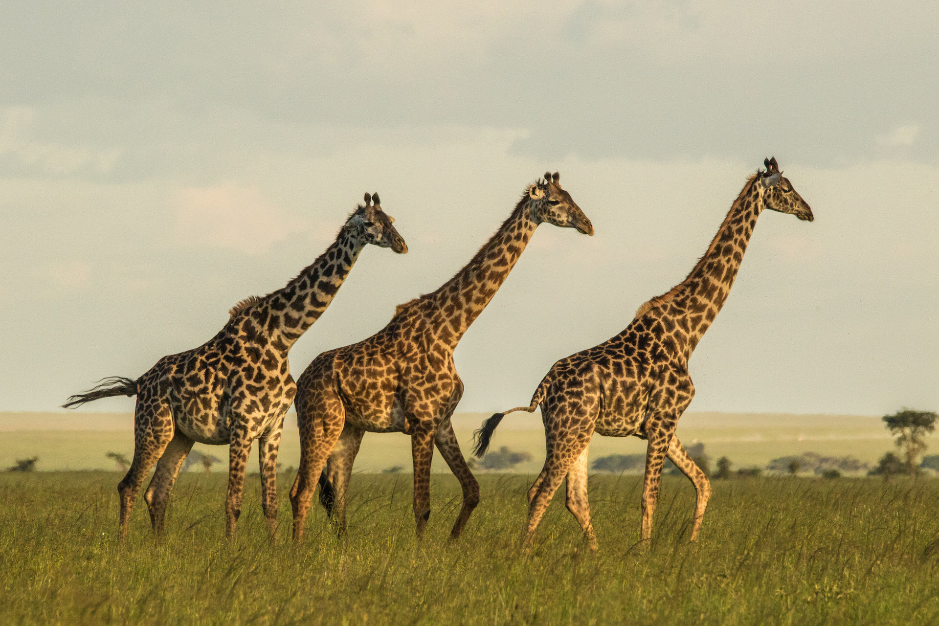masai giraffes more en