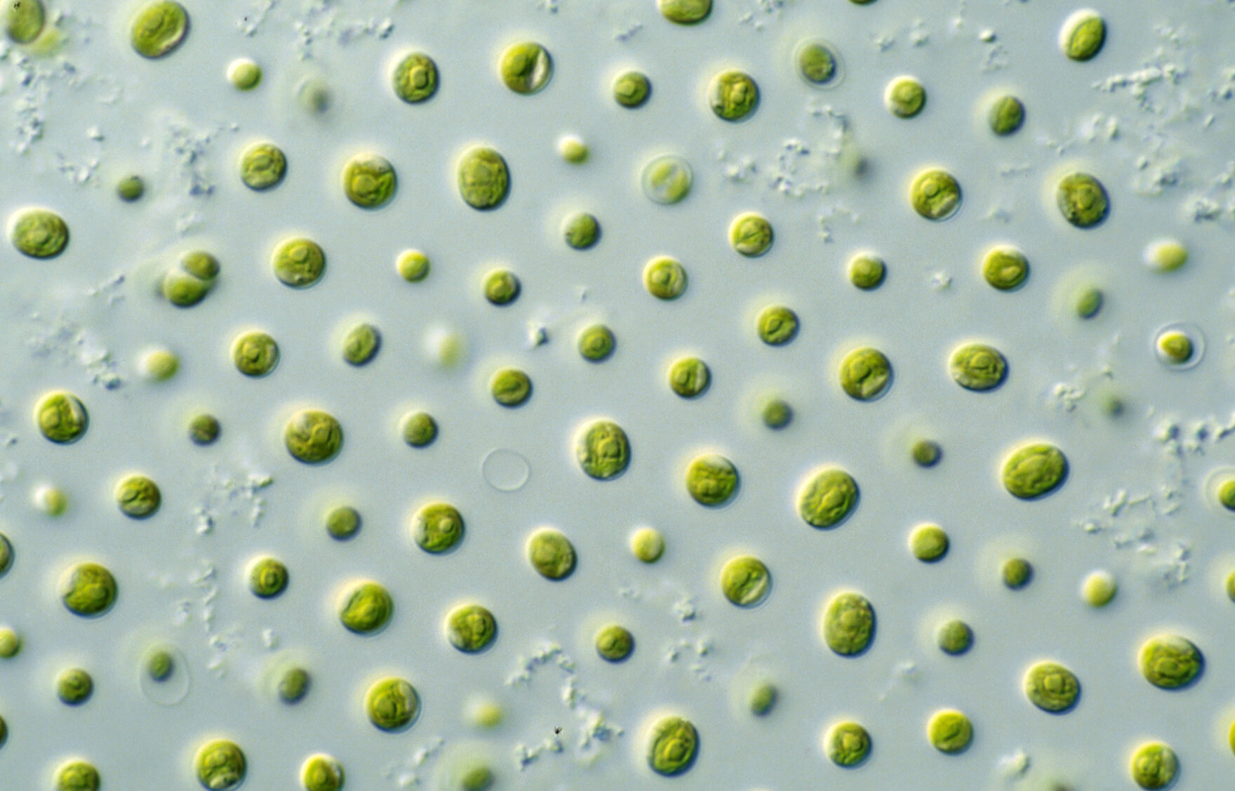 Green macroalgae Ulva: Future superfood?