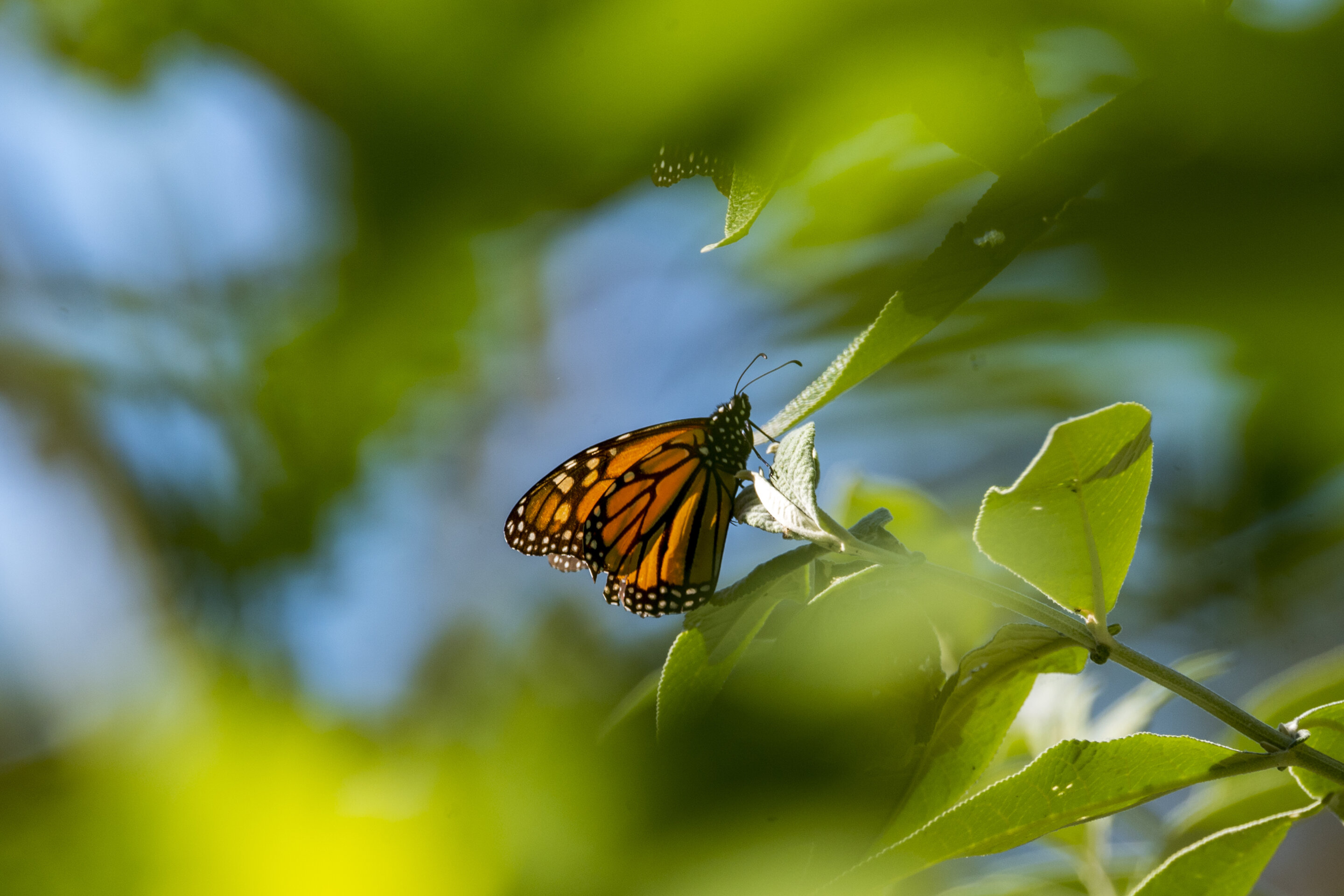 California Monarch Butterfly Count Underway – NBC Los Angeles