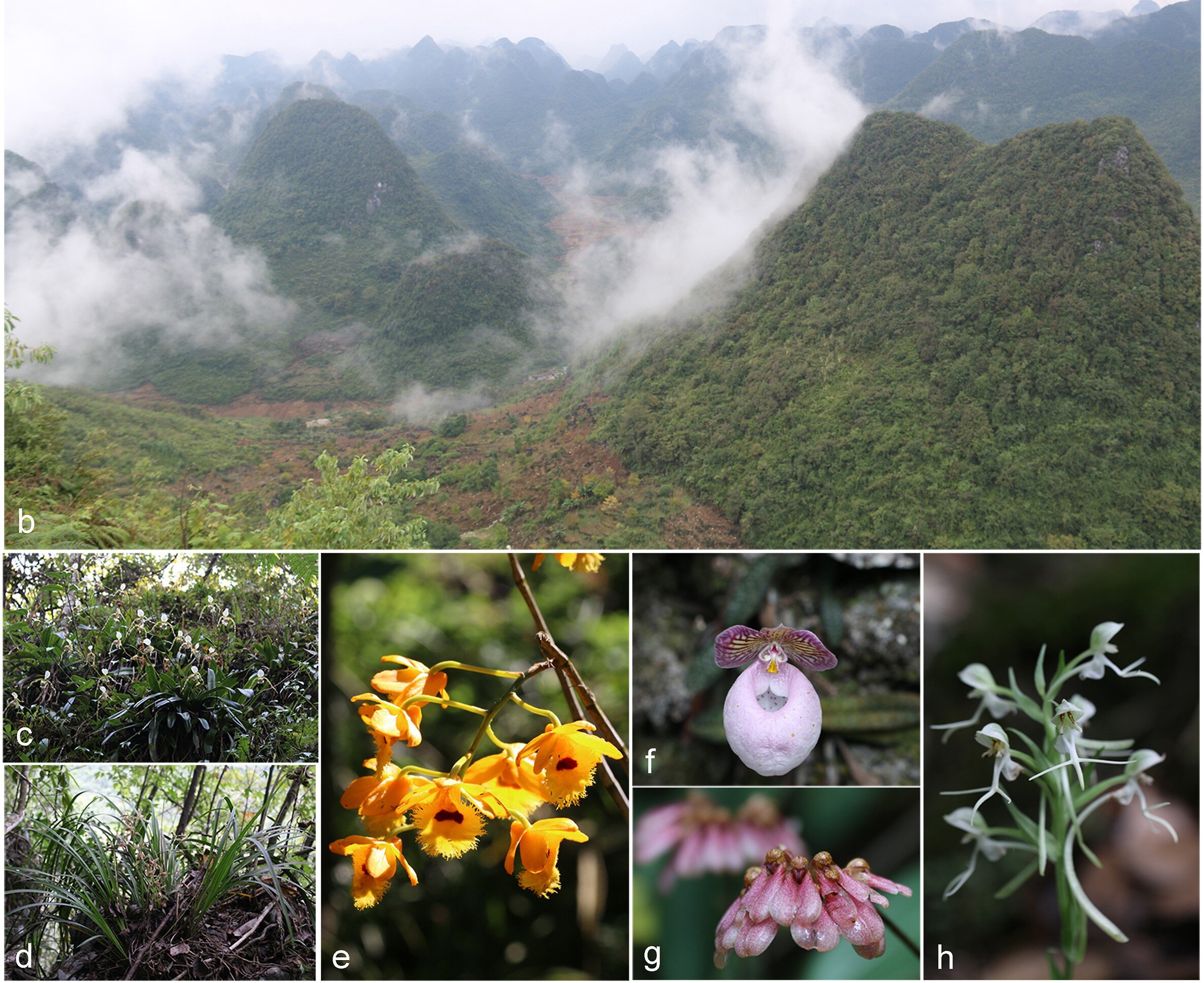 photo of More efforts are needed to protect orchids in karst forests image