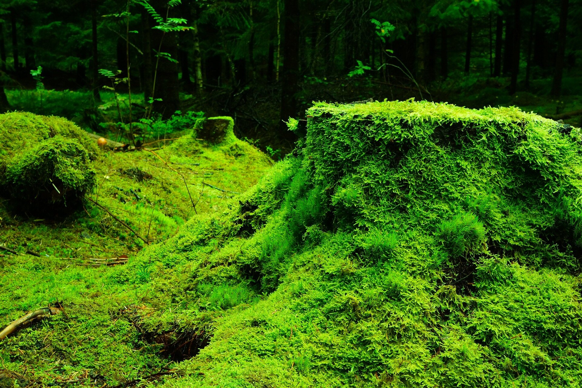 Zanjas de bosque cubiertas de musgo podrían proporcionar otra herramienta para combatir el cambio climático
