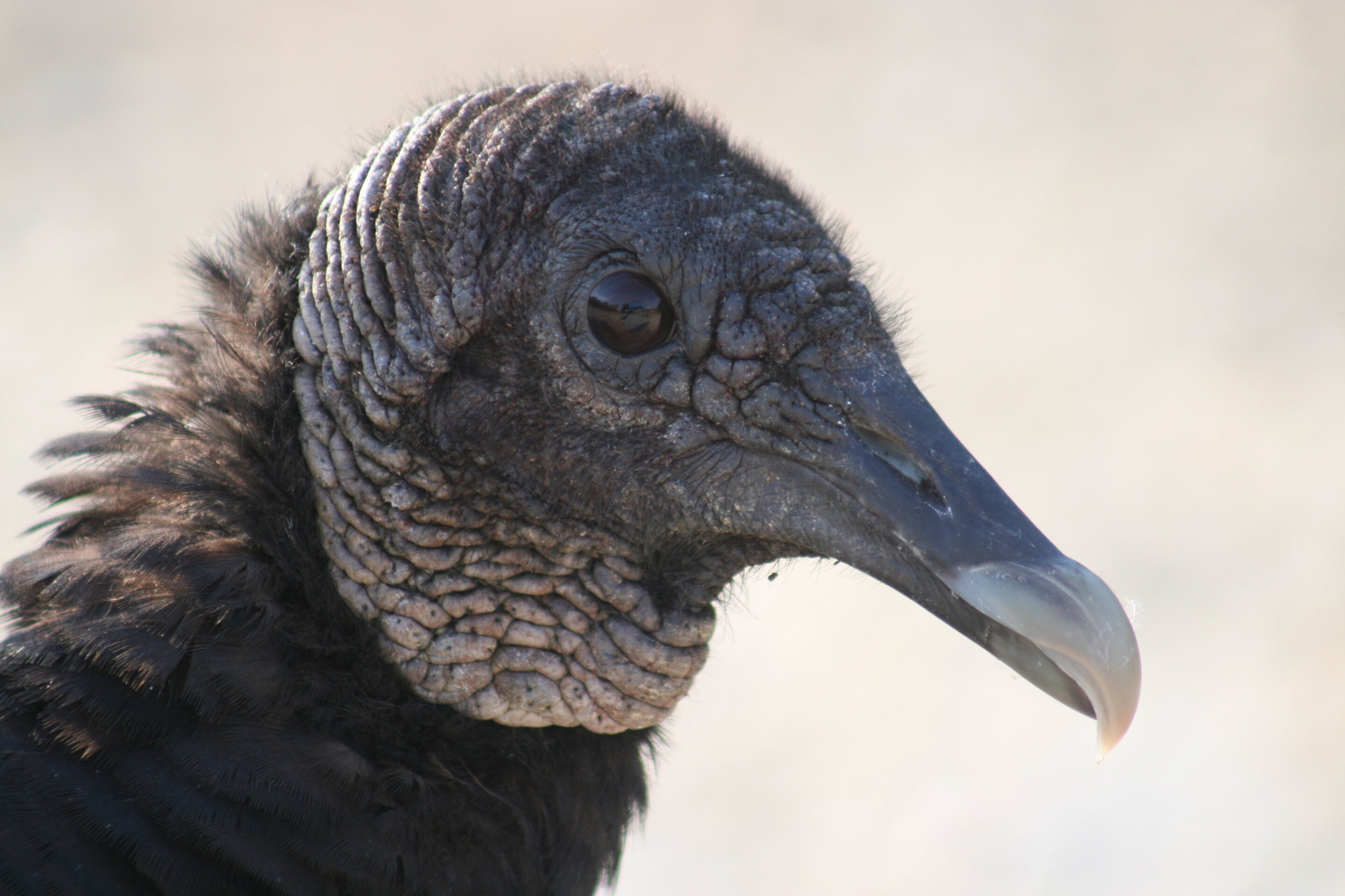 Spanish vultures released in Cyprus to replenish population