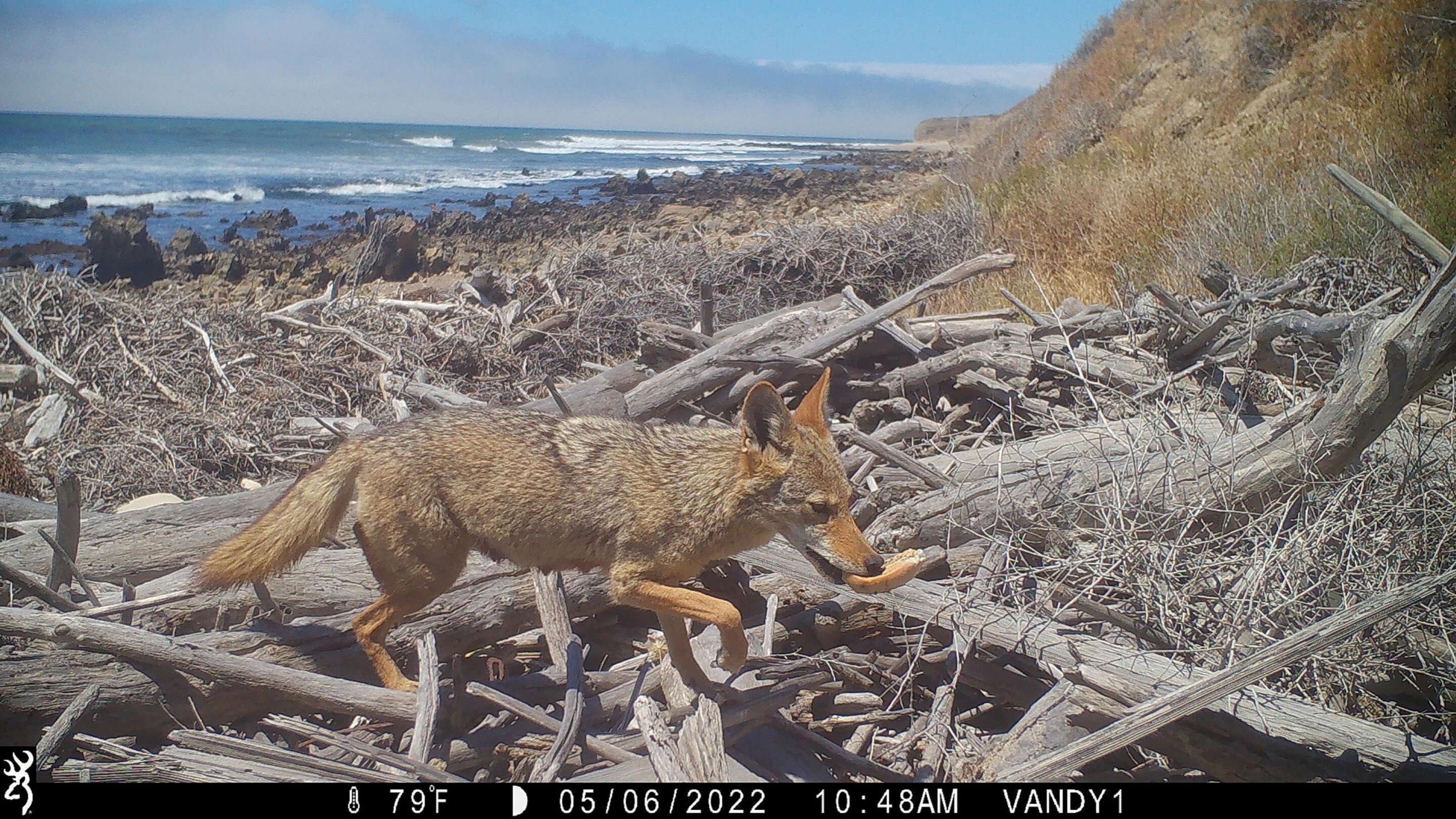 A védett kaliforniai partvonal mentén elhelyezett mozgásérzékelős kamerák a prérifarkasok árapály élőhelyekre gyakorolt ​​hatását mutatják