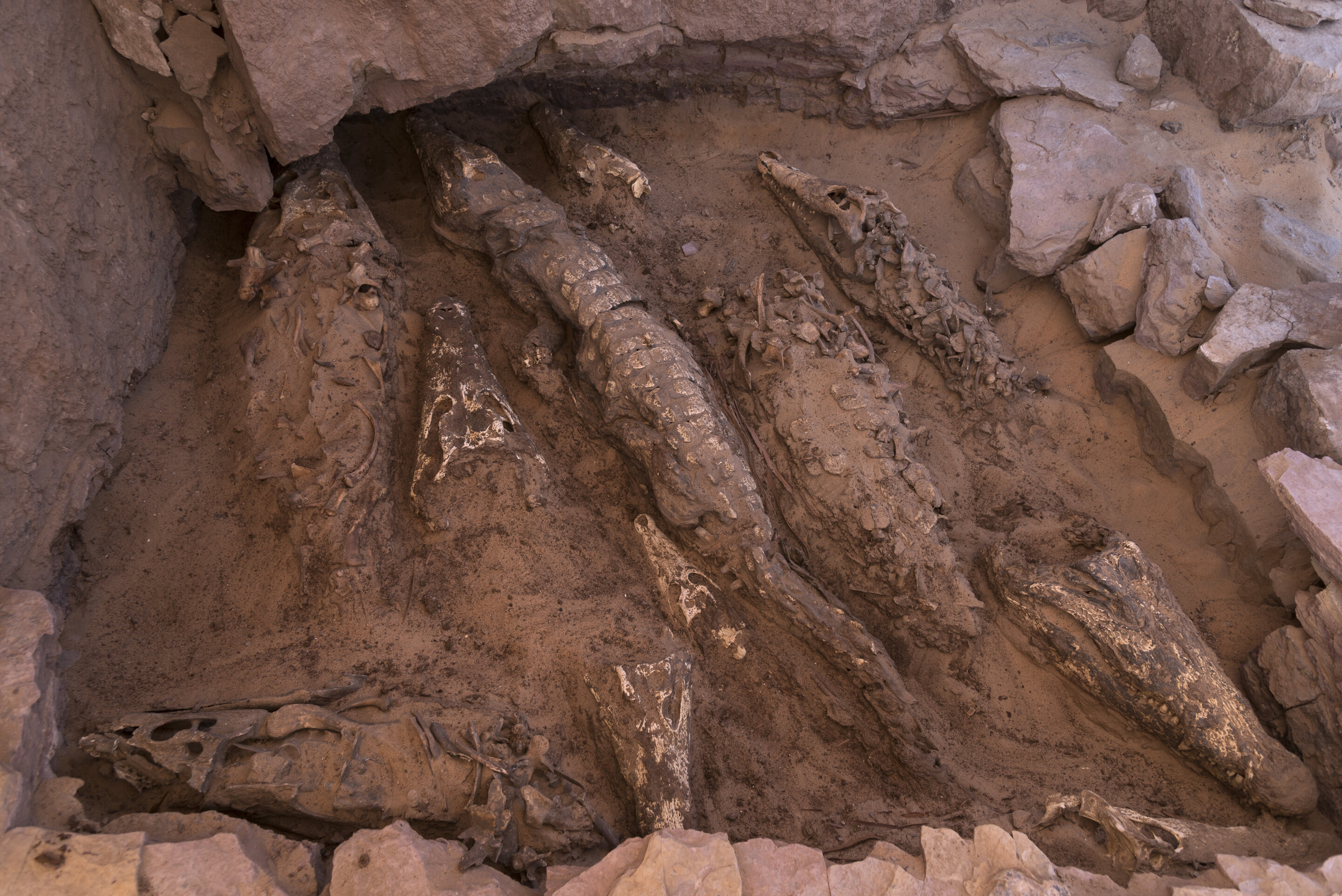 Unearthing Ancient Secrets: The Remarkable Crocodile Mummies of Qubbet el-Hawa