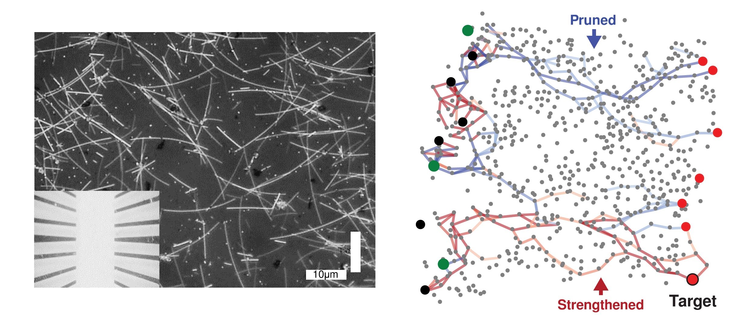 Le reti di nanofili imparano e ricordano come il cervello umano