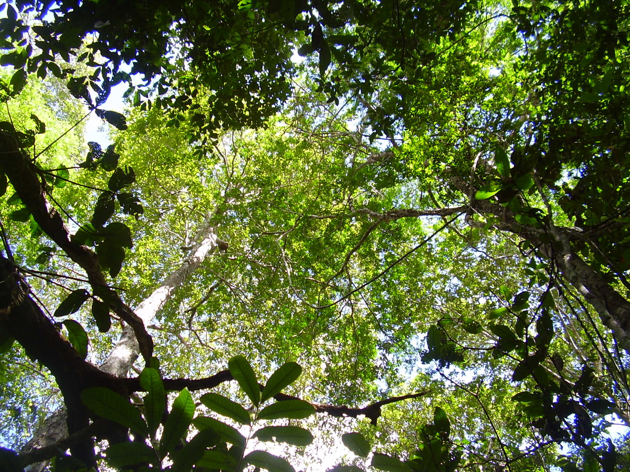 Naturally regrowing forests are helping to protect the remaining old forests in the Amazon